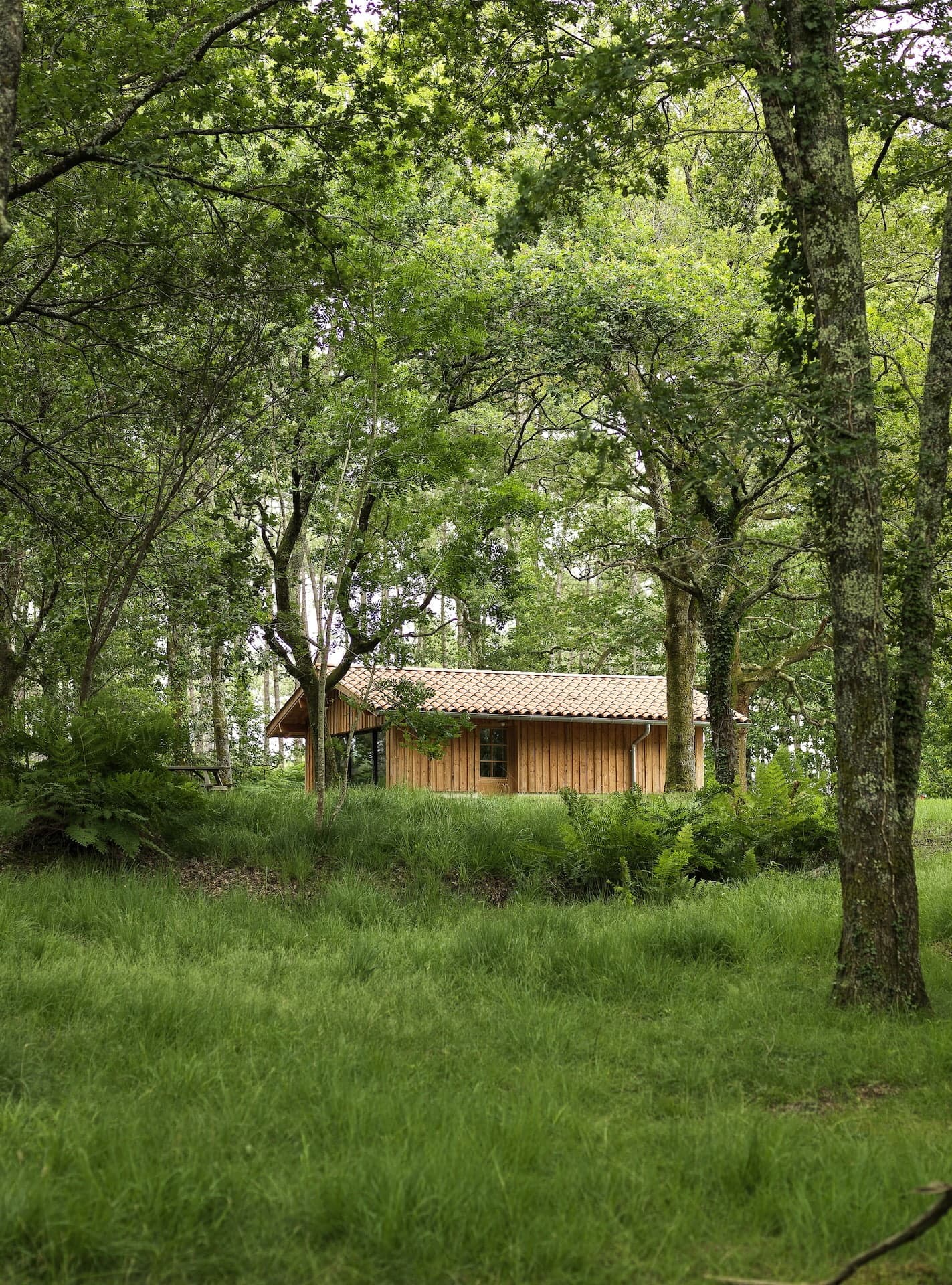 Au milieu de la forêt (littéralement !)