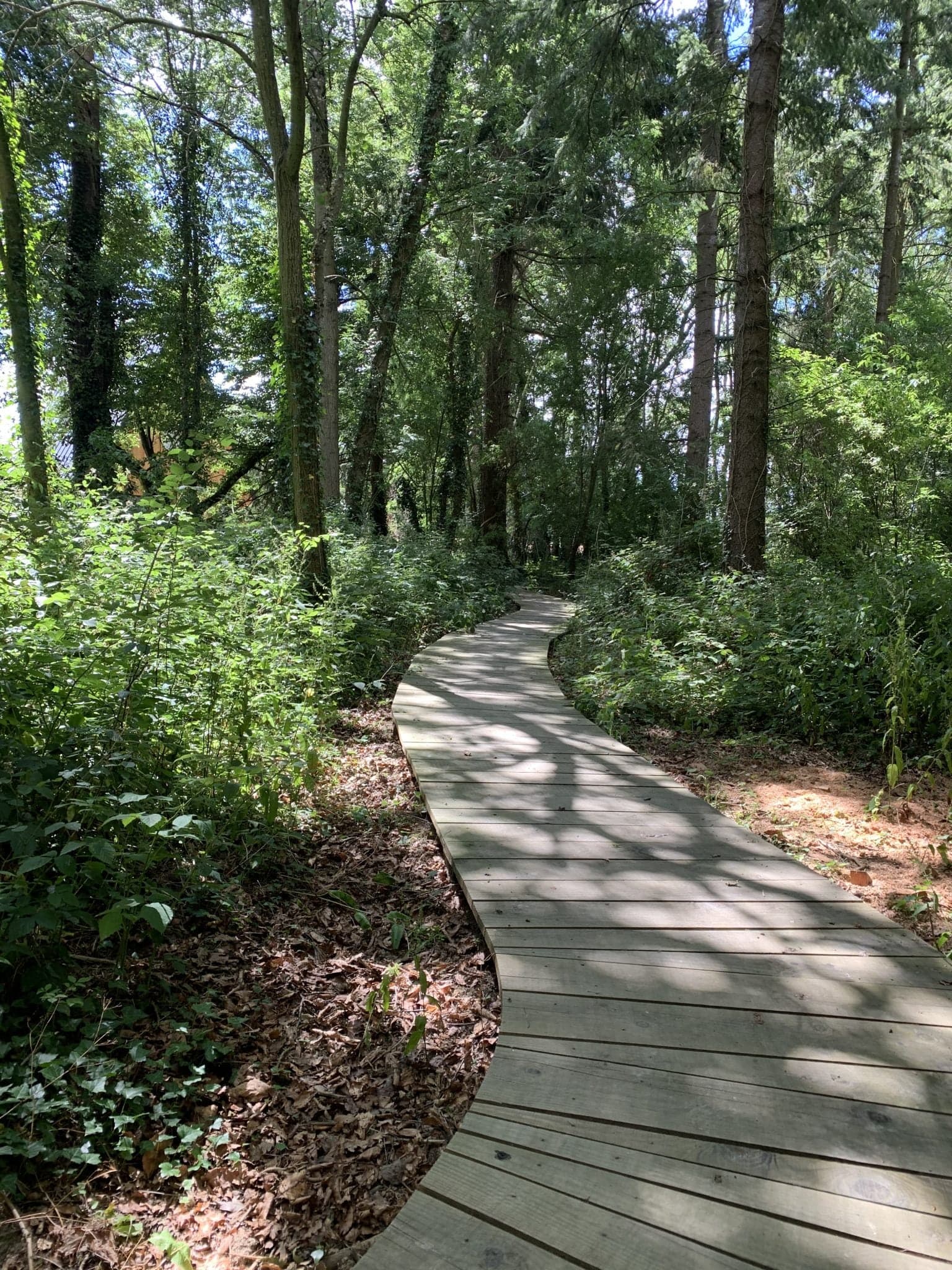 chemin dans la foret depuis la maison