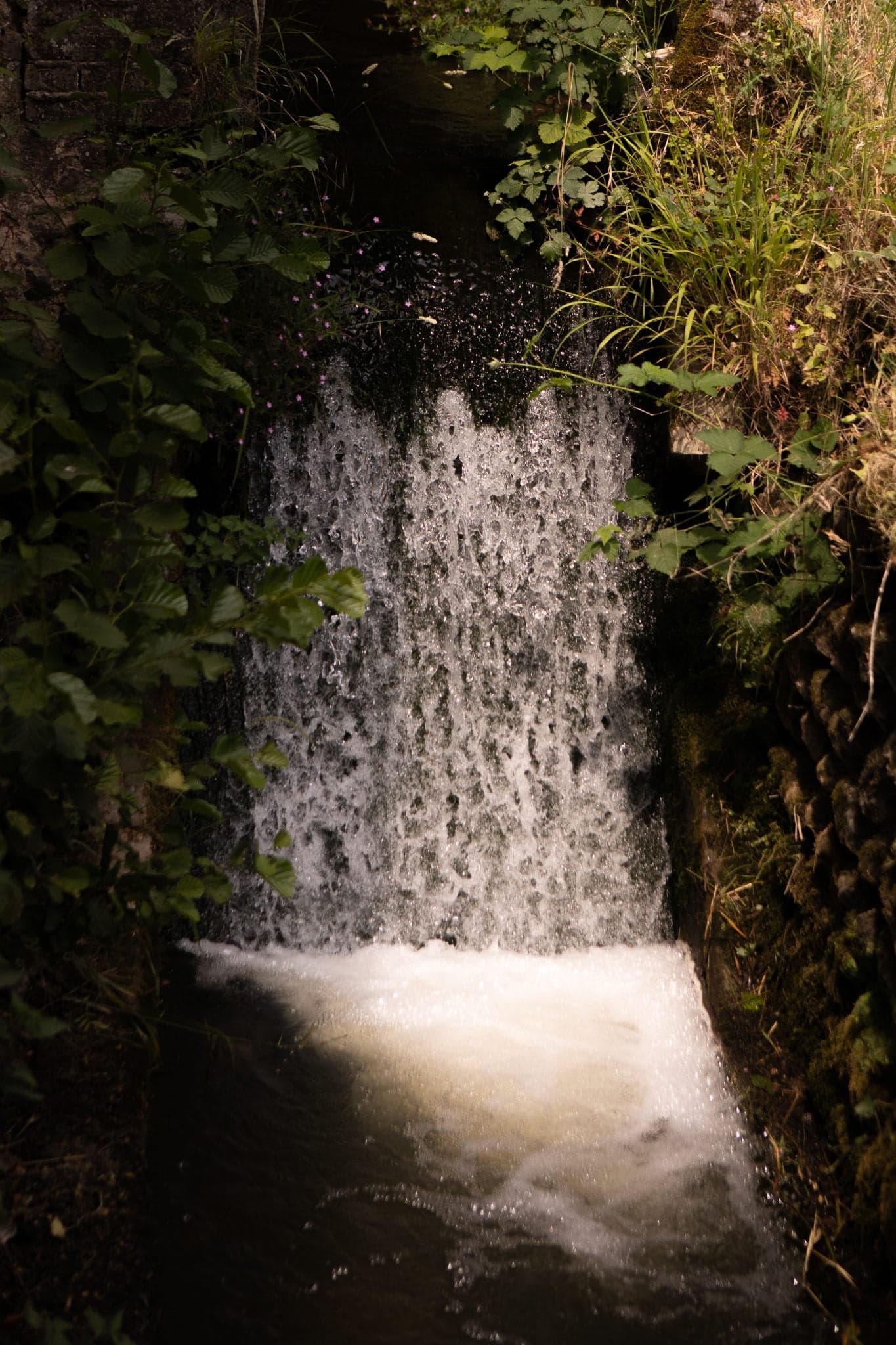 waterfall with trees