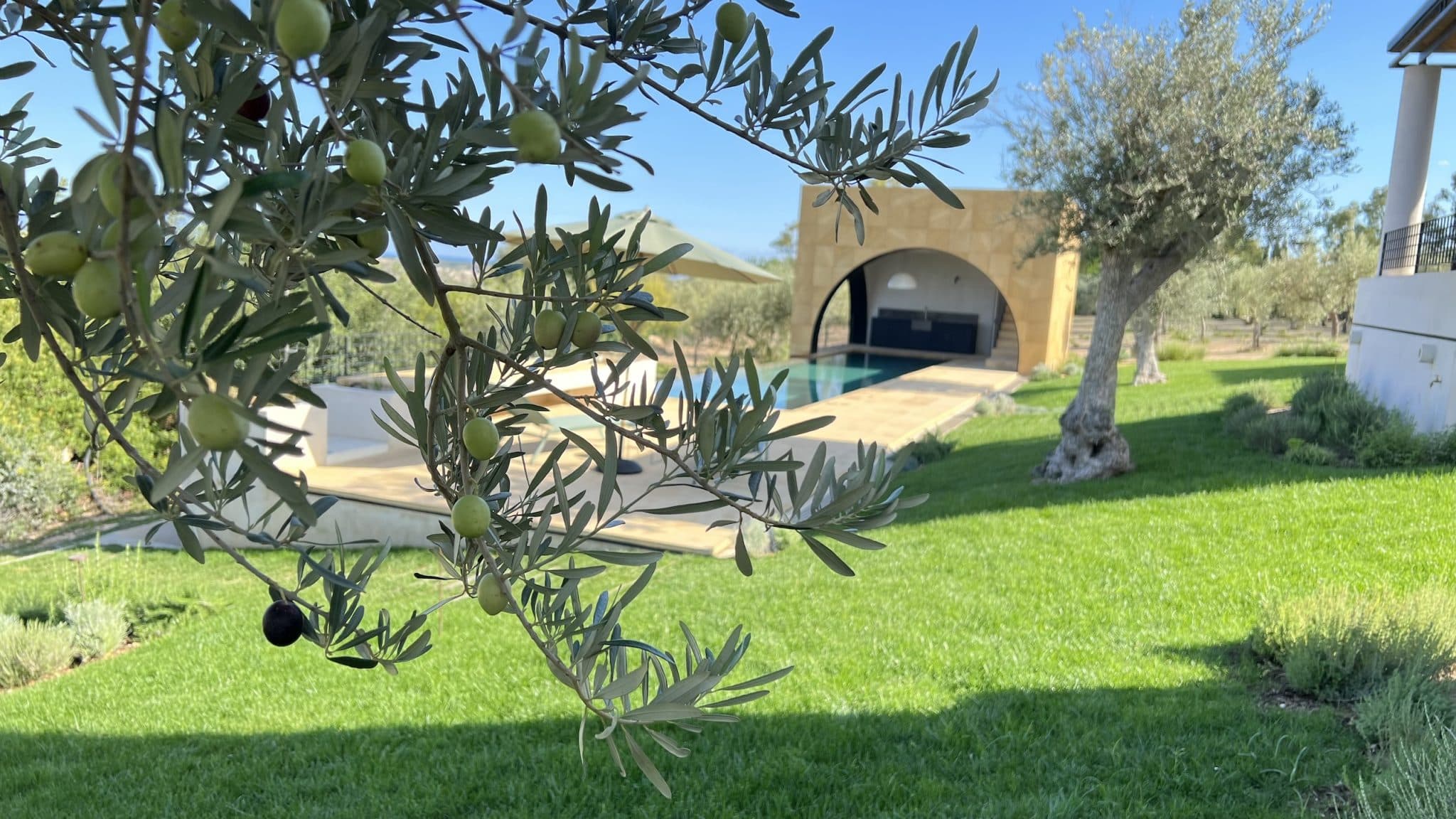 A serene outdoor scene features a swimming pool with a deck shaded by an umbrella, surrounded by lush green grass and olive trees. In the background, there is a modern structure with curved arches providing a shaded seating area. The focus is on an olive branch in the foreground.
