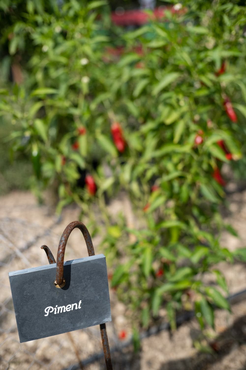 Plantation de piments dans le potager