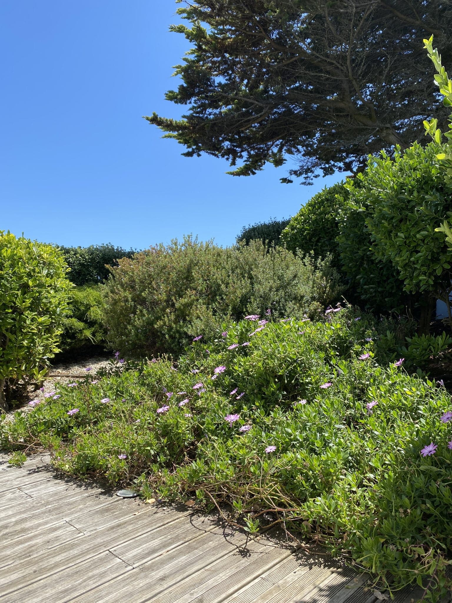 Le chemin longé de plantes locales qui mène à la plage. 