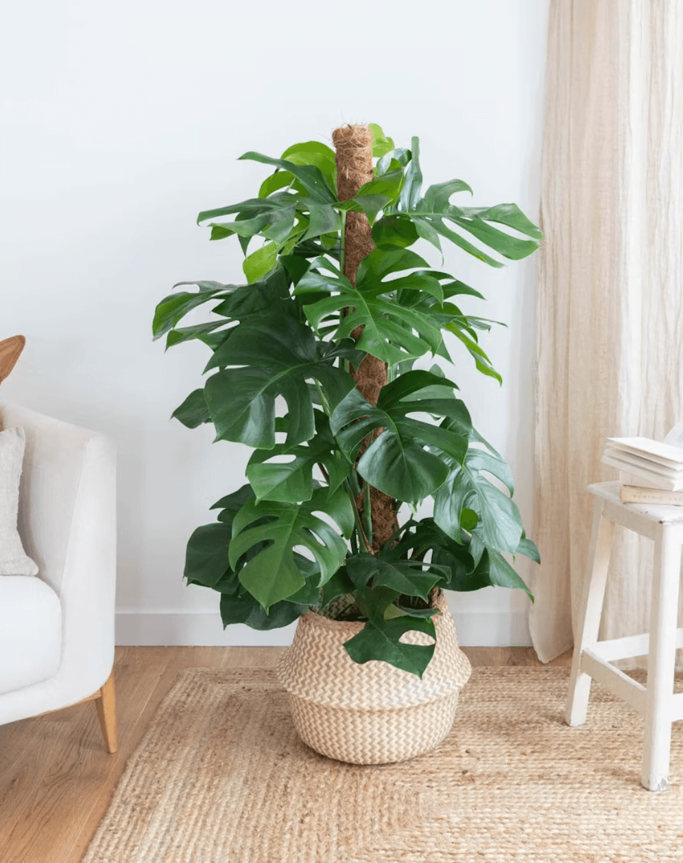 Plante Monstera