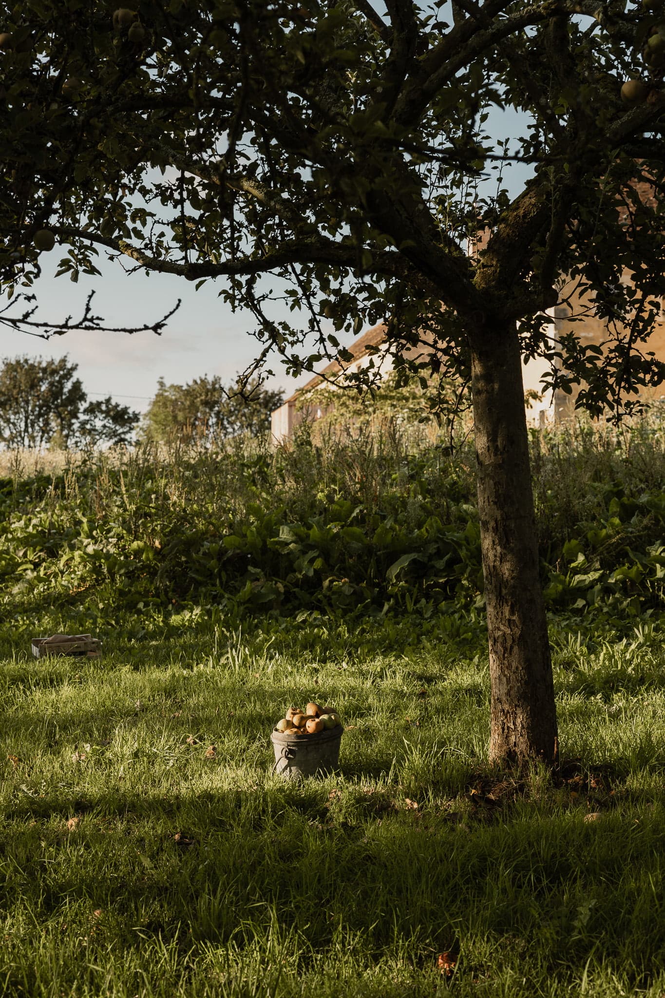 Un arbre au feuillage vert et dense se dresse dans une zone herbeuse baignée de soleil. Sous l’arbre, un seau rempli de pommes fraîchement cueillies est posé au sol. En arrière-plan, il y a le contour flou d’une maison et davantage de verdure.