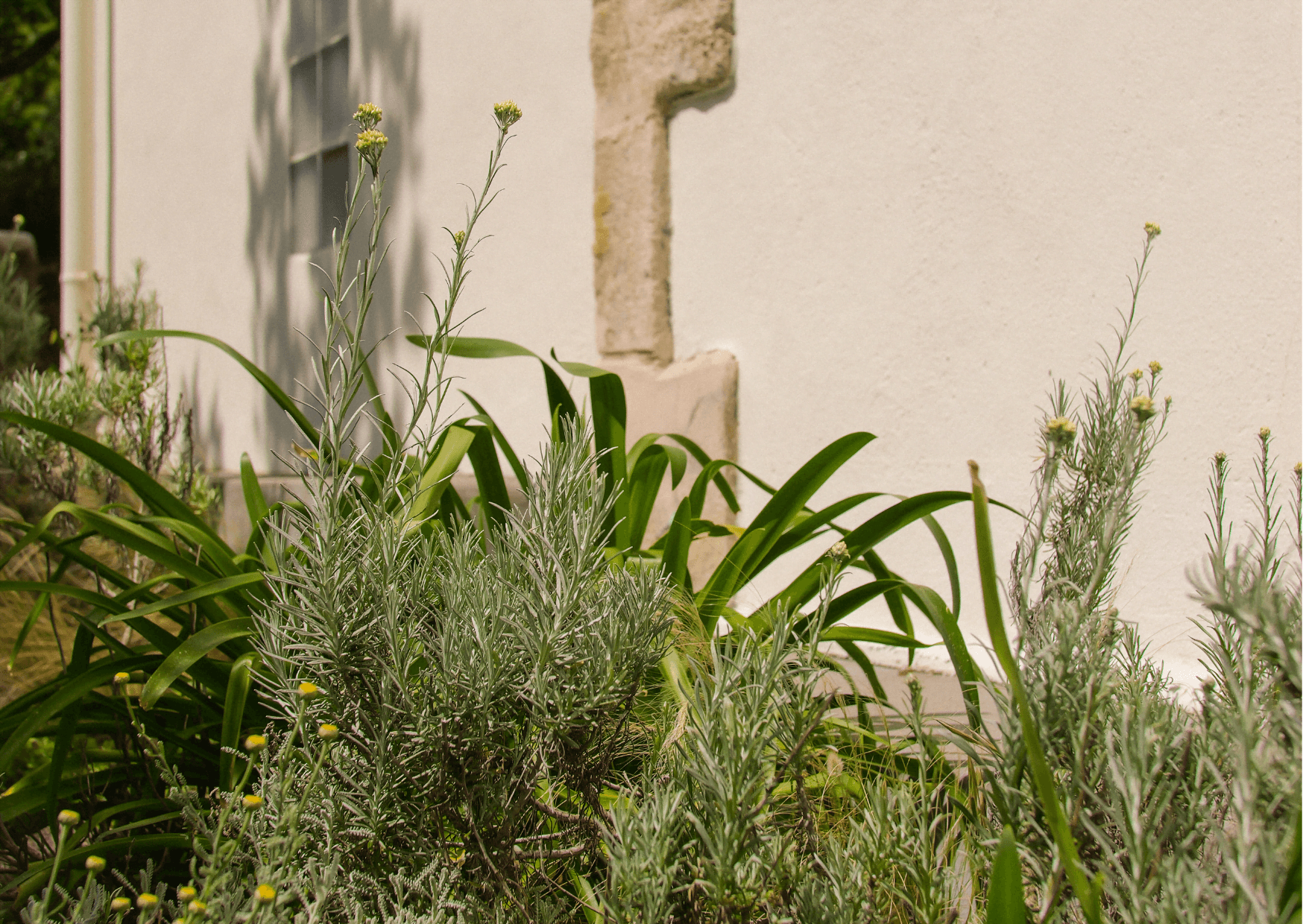 Local plants in the garden, in front of the house's façade