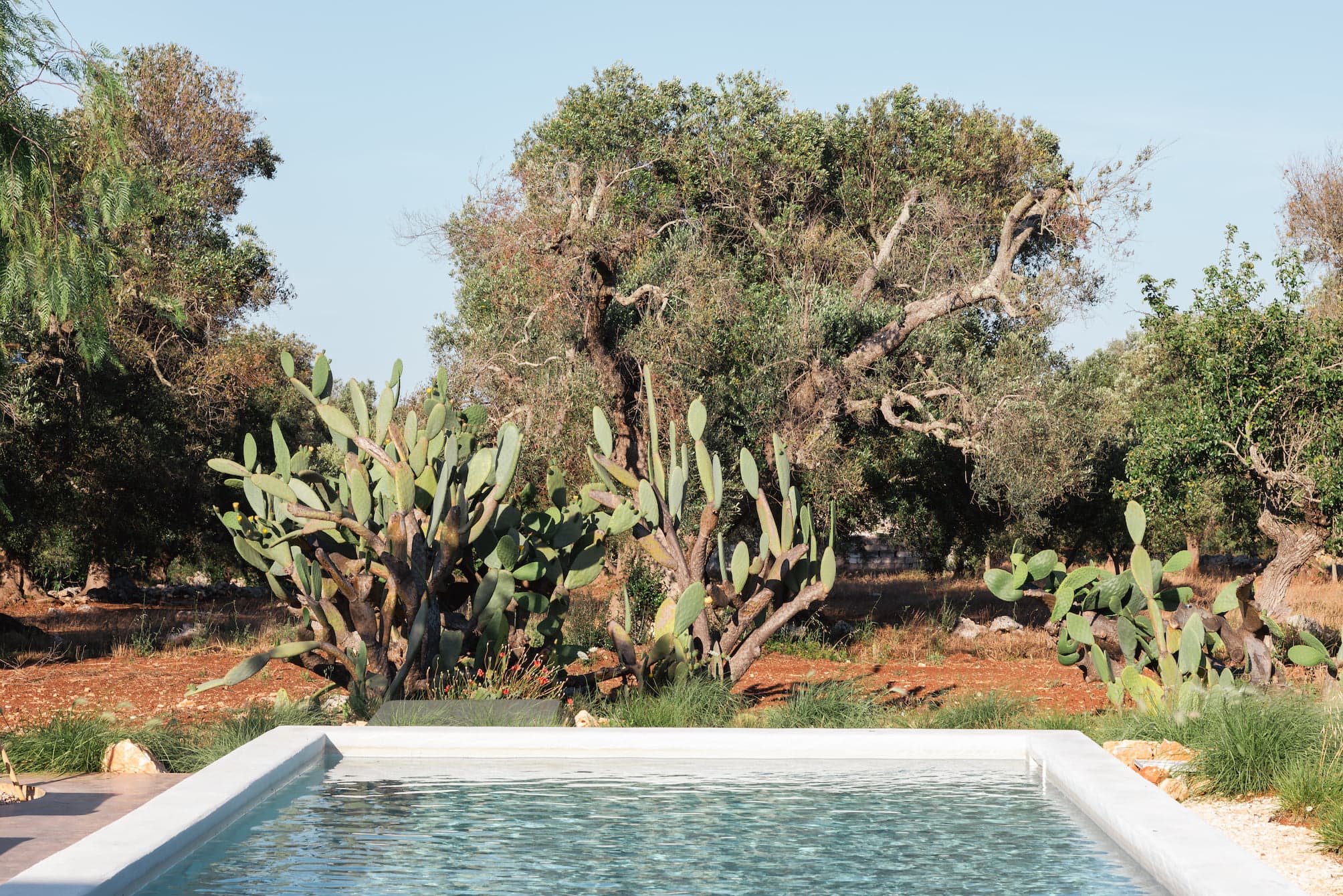 A serene outdoor scene with a clear pool in the foreground, surrounded by lush green grass. In the background, there are various cacti and tall trees under a clear blue sky, creating a peaceful and natural environment.