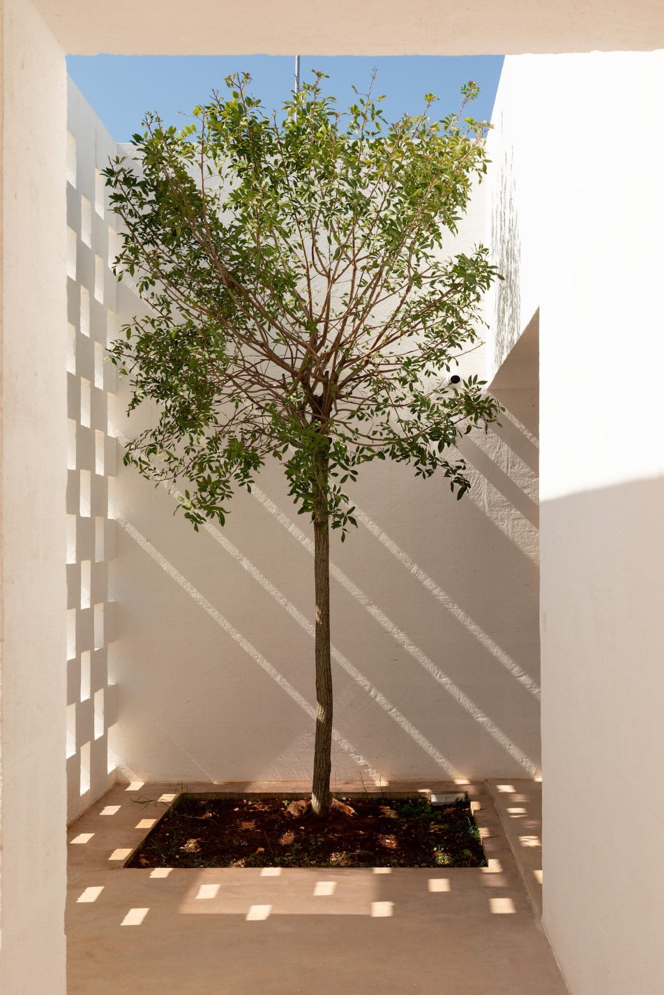 A single tree grows in a courtyard surrounded by white walls. The tree casts intricate shadows on the walls and the ground, enhanced by the lattice pattern of sunlight filtering through a perforated wall on the left. The sky above is clear and blue.