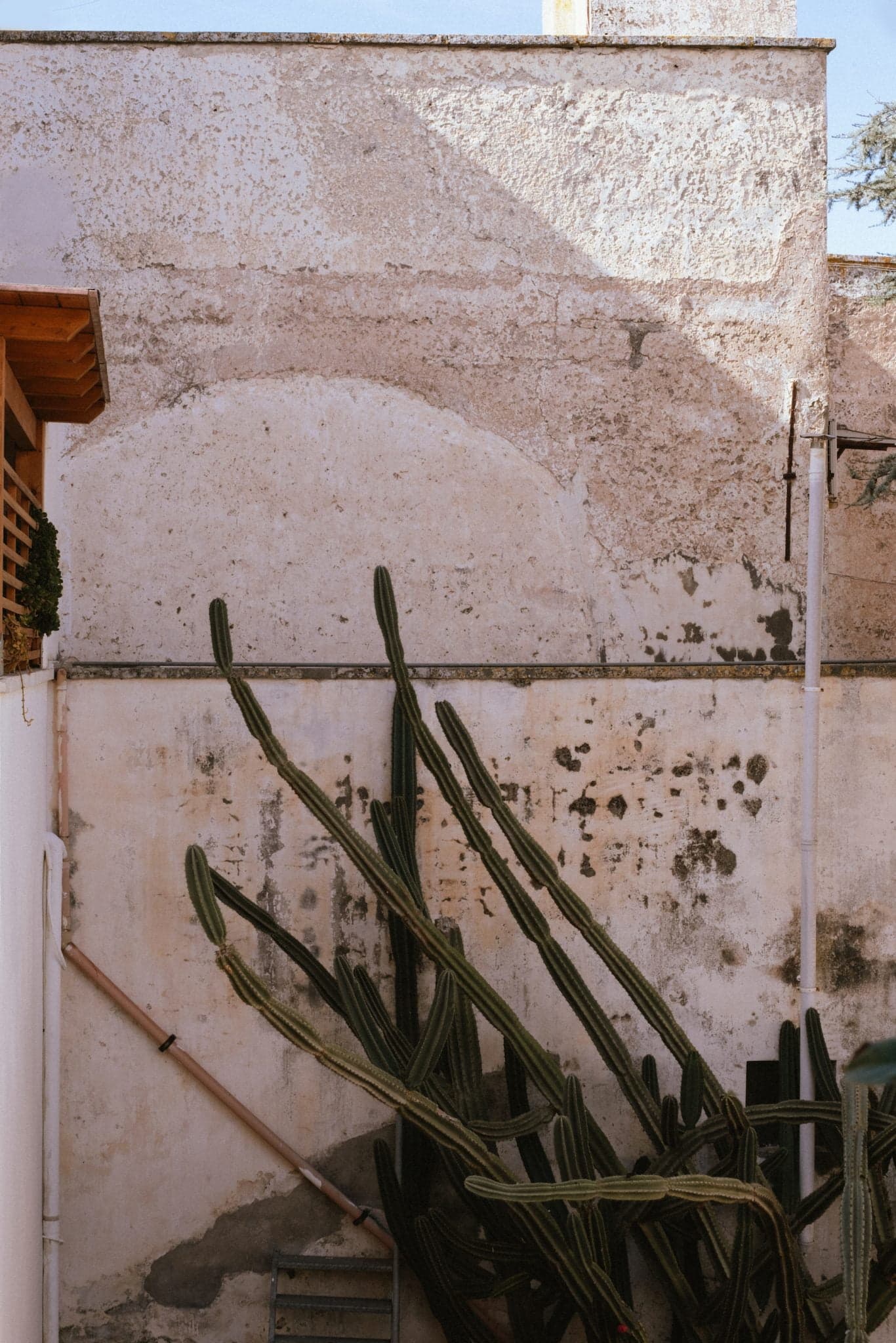 Un mur extérieur usé par les intempéries et dont la peinture s'écaille est orné de plusieurs cactus longs et hauts qui poussent contre lui. La scène est baignée de soleil, projetant les ombres des cactus sur le mur. Une vue partielle du toit d'un hangar en bois se trouve sur le côté gauche de l'image.