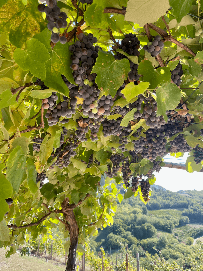 A lush vineyard features clusters of purple grapes hanging from green vines. The vines are dense with leaves, and the background showcases a panoramic view of hills under a bright, sunny sky.