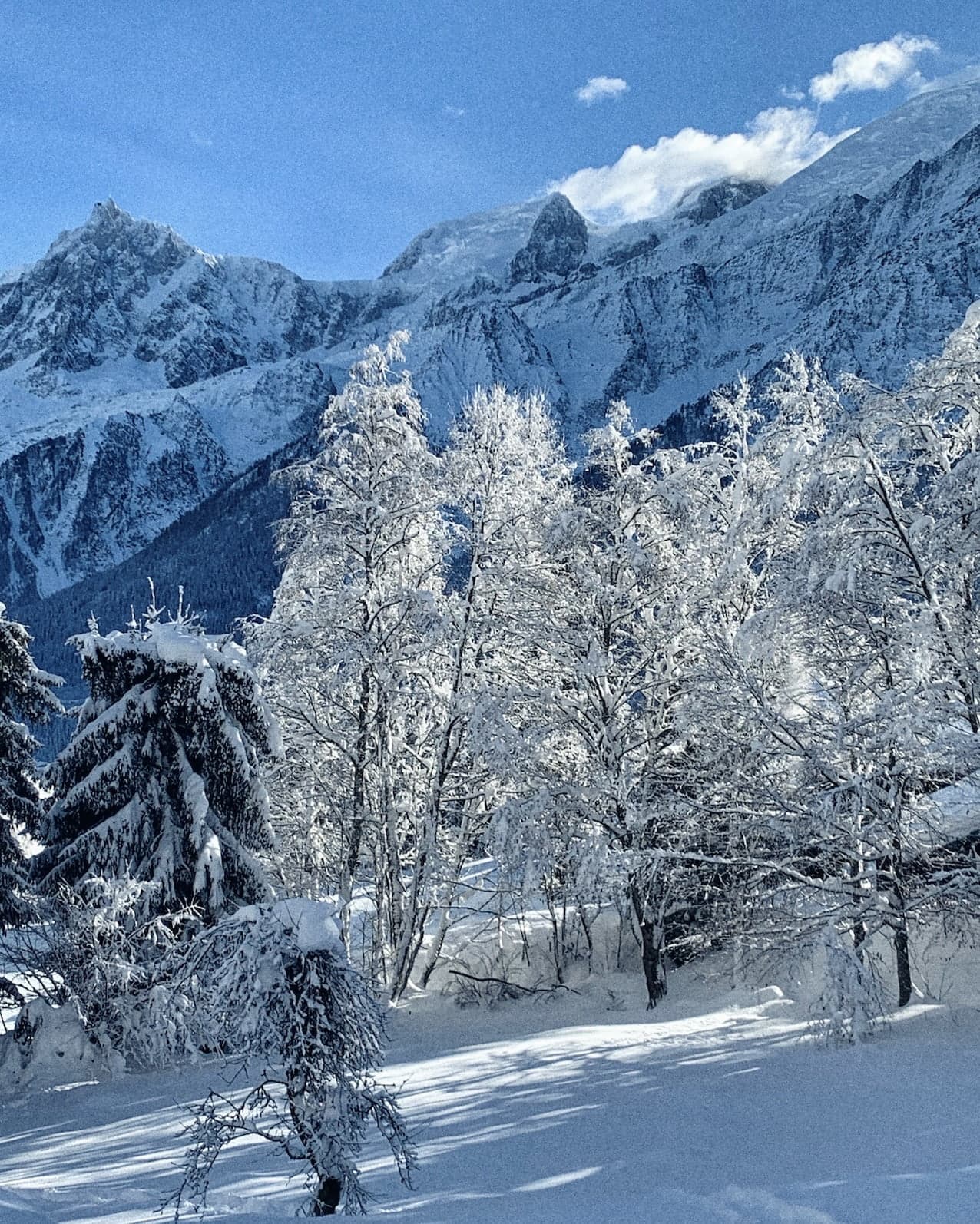 A serene winter landscape featuring snow-covered trees in the foreground and towering, snow-capped mountains under a clear blue sky in the background. The sunlight illuminates the scene, highlighting the pristine white snow and the majestic natural beauty.
