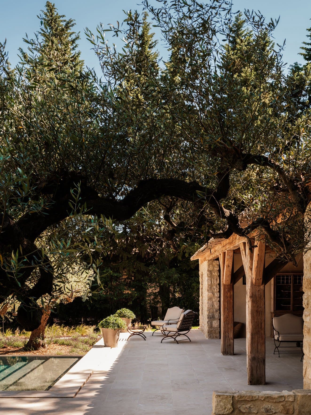 The centennial olive trees that exude the essence of Provence.