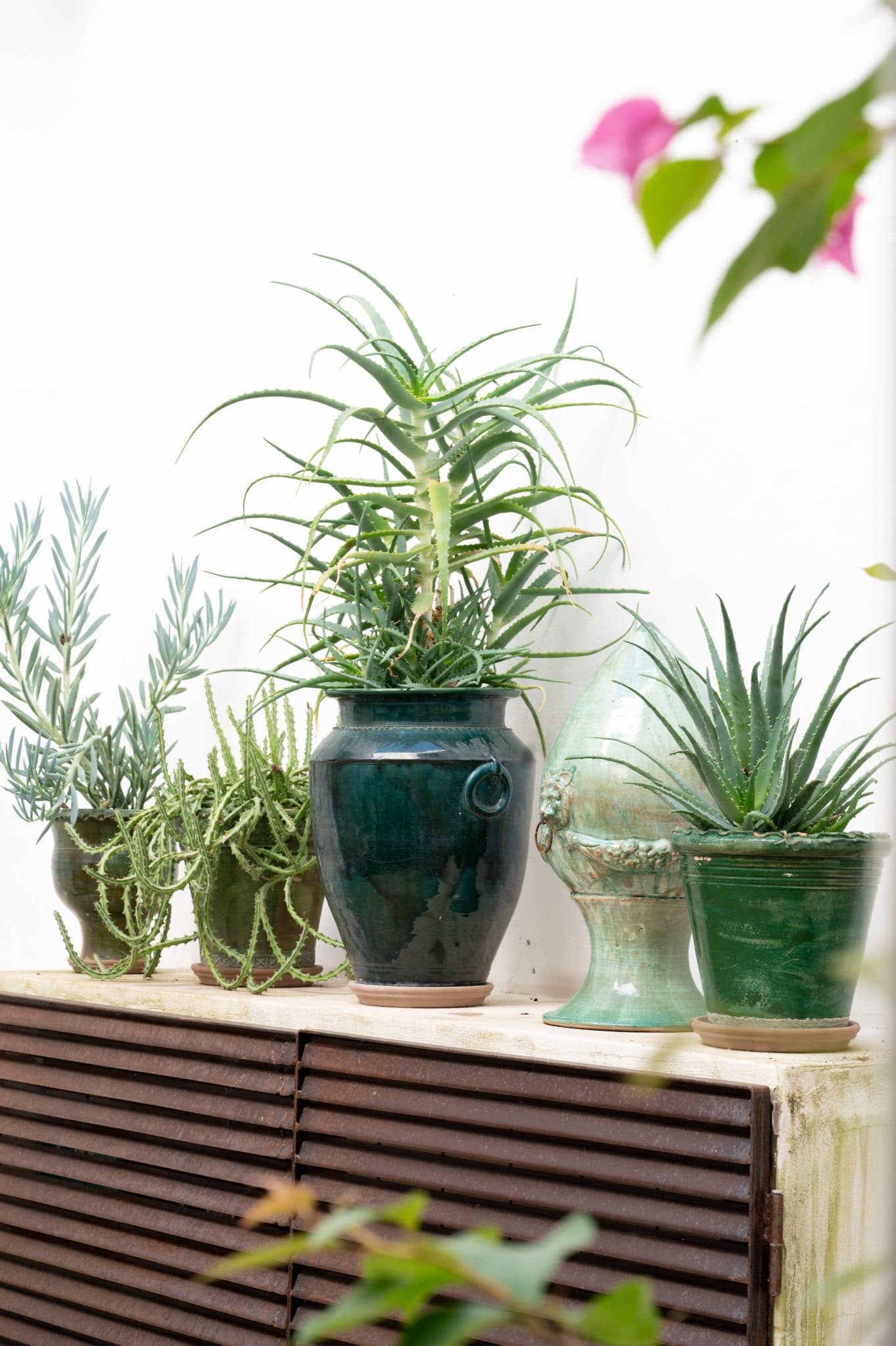 Several green potted plants, including various species of succulents, are arranged on a wooden surface. The pots vary in size and shades of green, some featuring unique textures and patterns. A white wall serves as the background, with a few leaves in the foreground.