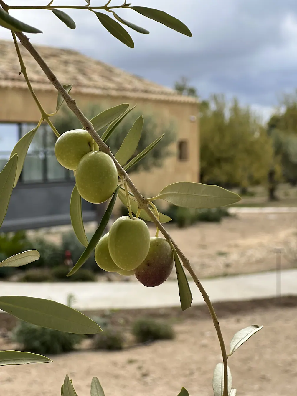 Don't forget to pack a bottle of organic olive oil produced on the estate.  