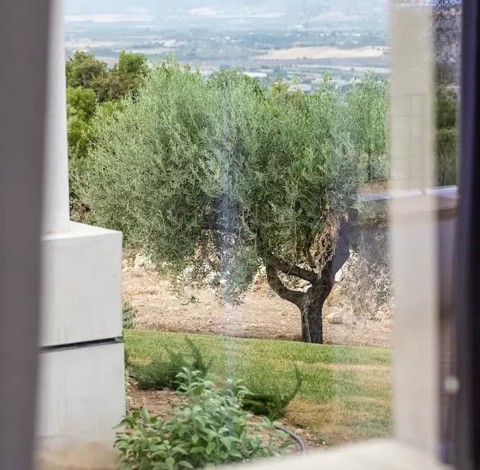 View through a window showing a garden with a solitary olive tree in the center. In the background, fields and distant hills are visible under a misty sky. The glass of the window reflects the light and slightly blurs the scene.