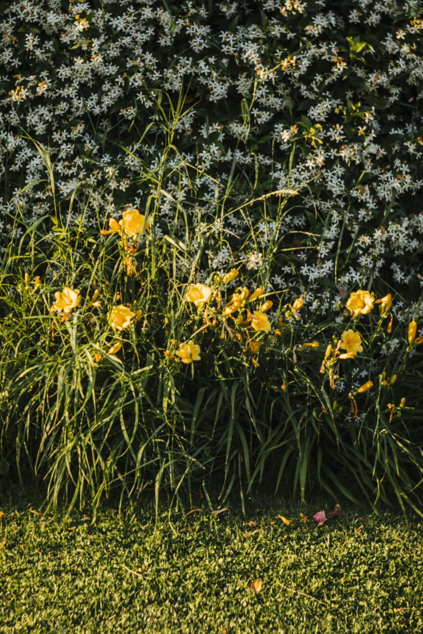 A lush garden with tall green grasses and yellow flowers blooms in front of a dense backdrop of small white flowers. The foreground features a well-maintained green lawn.