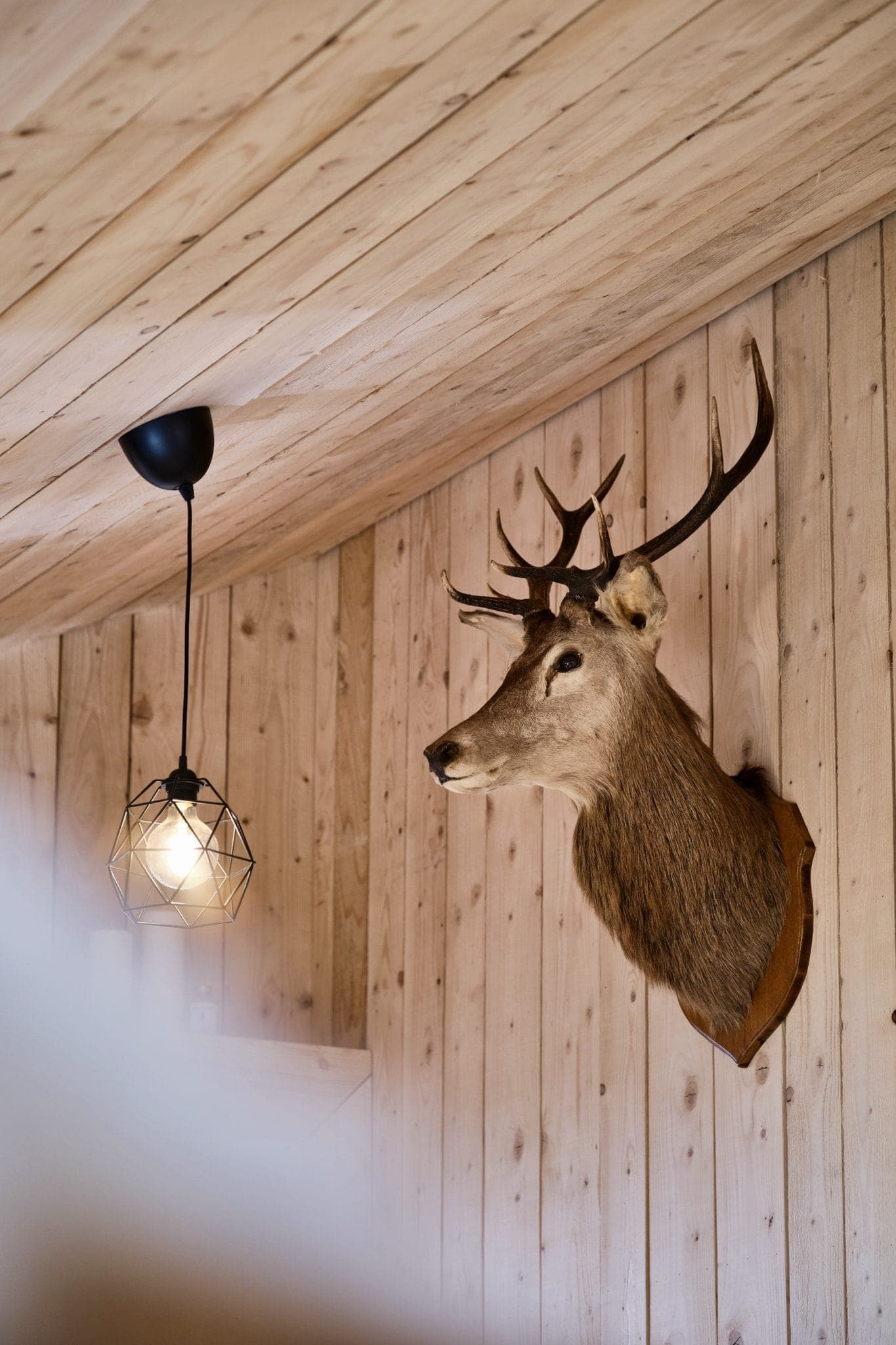 « Rudolph » qui trône dans le salon. 