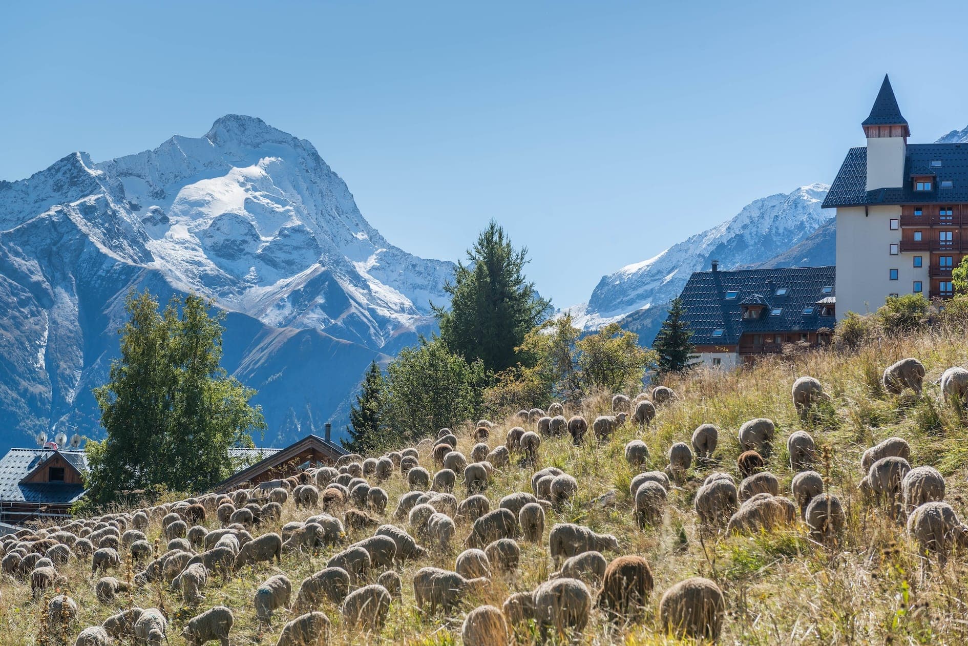 Un paysage montagneux pittoresque avec un troupeau de moutons paissant sur une colline herbeuse au premier plan. Des sommets enneigés et un ciel bleu clair dominent l'arrière-plan, avec un immeuble résidentiel et des arbres sur le côté droit de l'image.