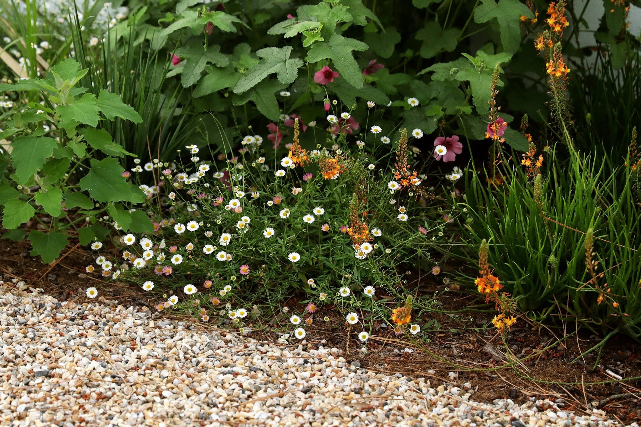 A garden scene with a gravel path in the foreground. Wildflowers, including white daisies and orange blossoms, grow in abundance. Green foliage and pink flowers are in the background, creating a lush, dynamic setting.