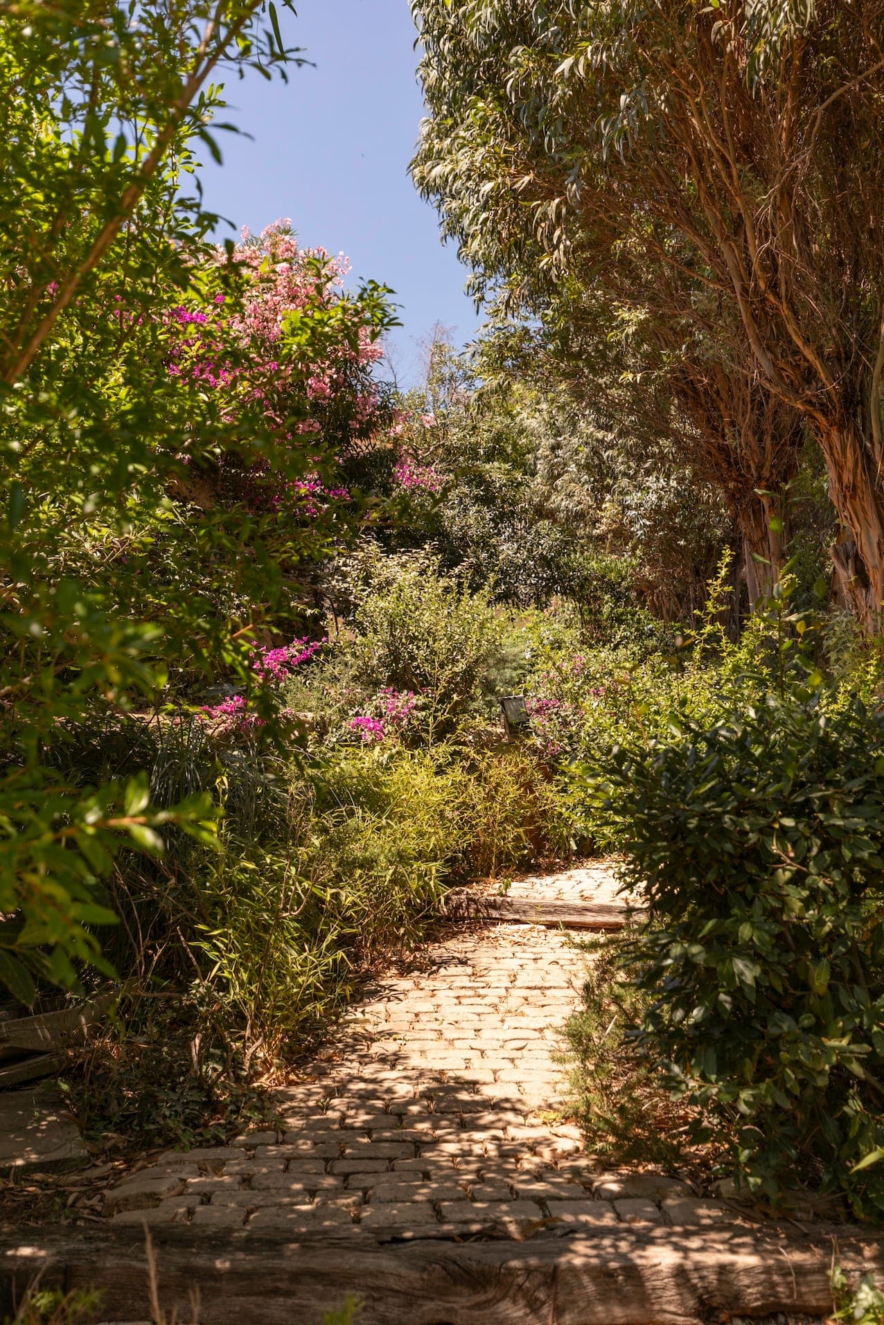 Between olive trees, palm trees, and laurels, Villa Cerramica.
