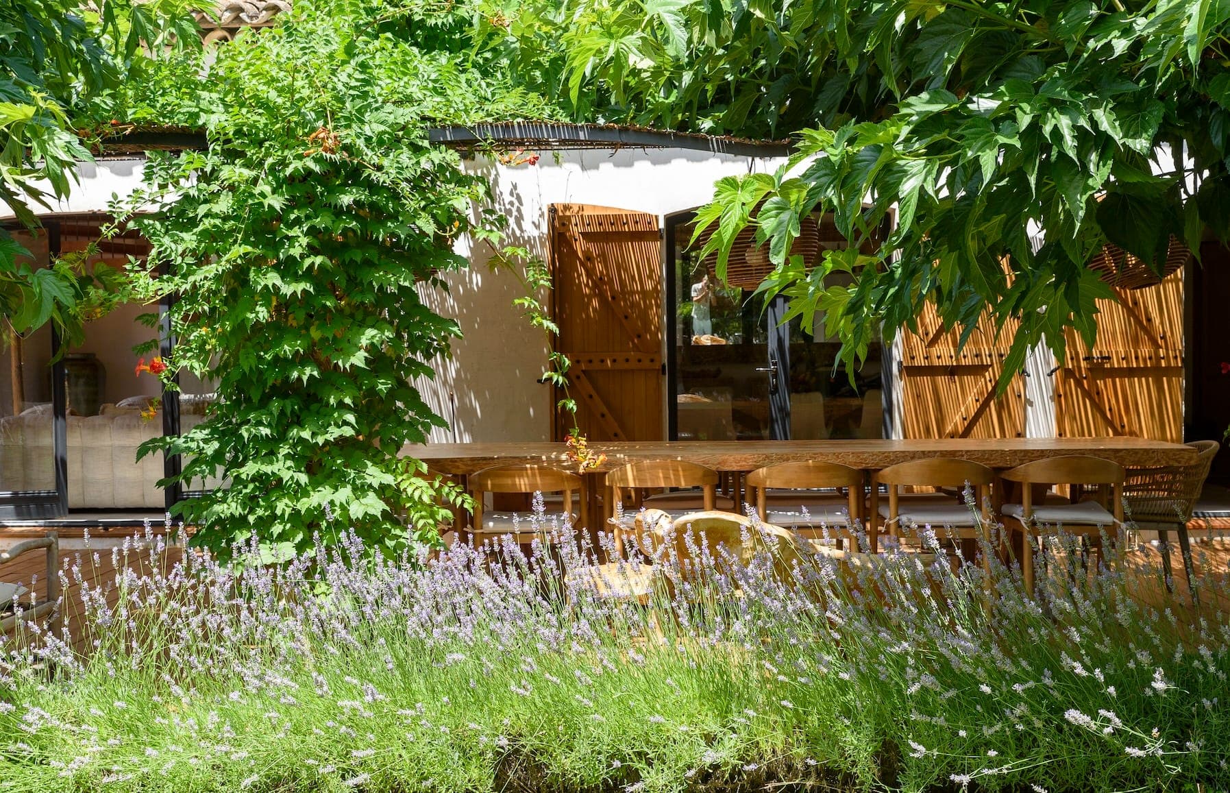 A cozy outdoor seating area with a long wooden table and chairs shaded by lush green vines. The facade of a building with large windows is partially visible. Lavender plants bloom in the foreground under the bright sunlight.