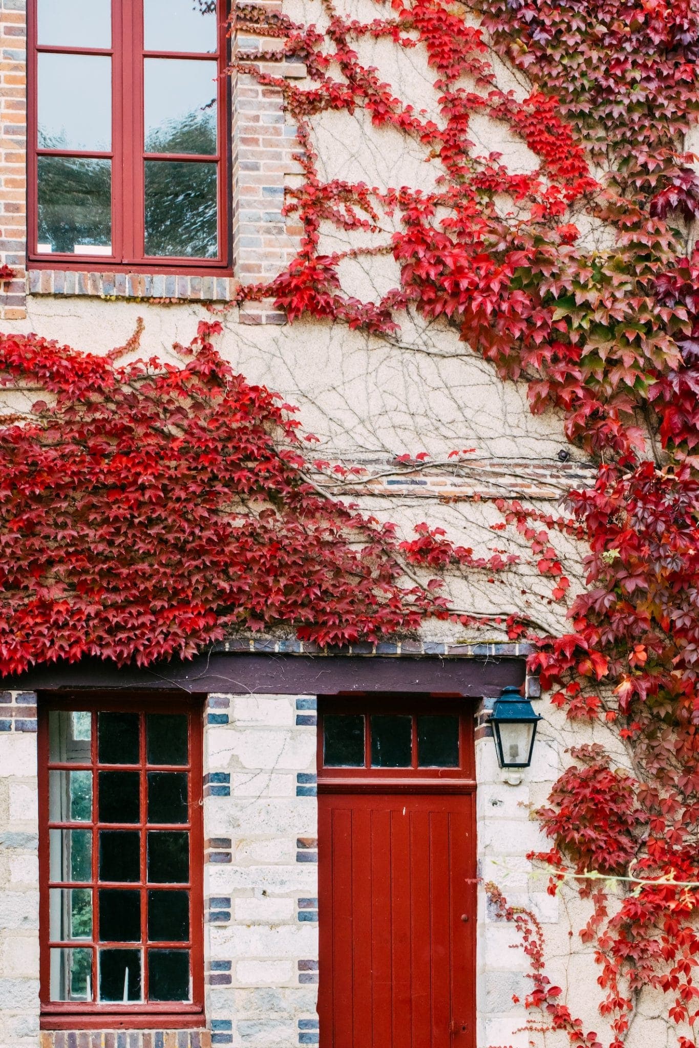 A house facade with red ivy covering the stone walls. The building features a red door and window frames, with ivy branches stretching across the entire surface, creating a vibrant autumn scene. A lantern is installed next to the door.