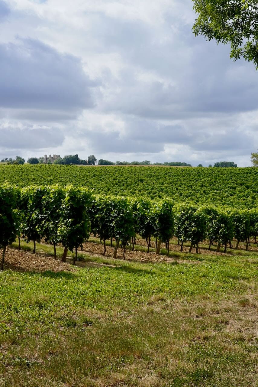 A lush vineyard stretches across rolling hills under cloudy skies. Rows of vines dominate the landscape, with a distant estate visible on the horizon. The scene is framed by a tree branch in the upper corner.