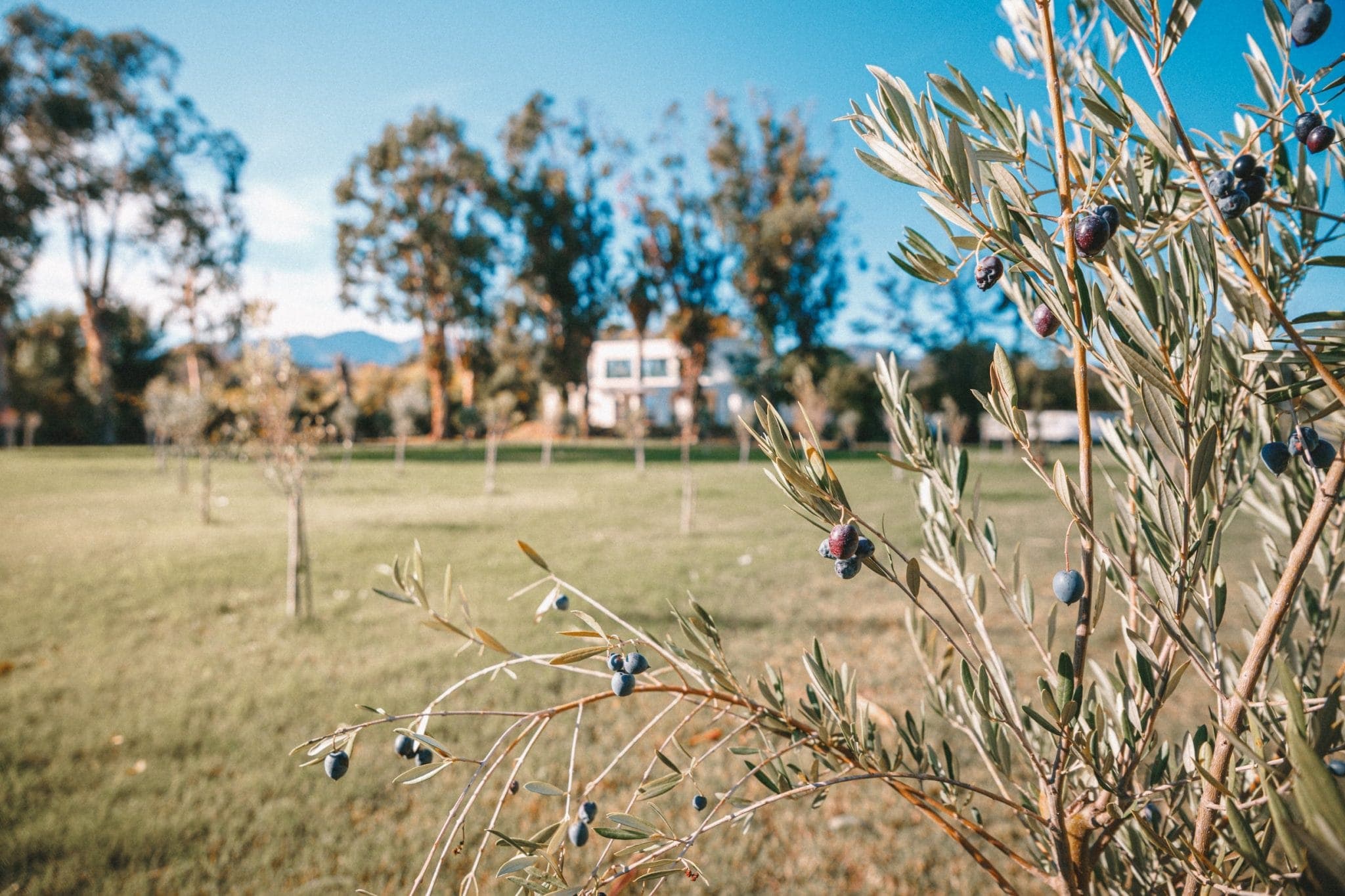 Sur le domaine, plus d'un hectare abrite de jeunes oliviers. © Thibaut Dini