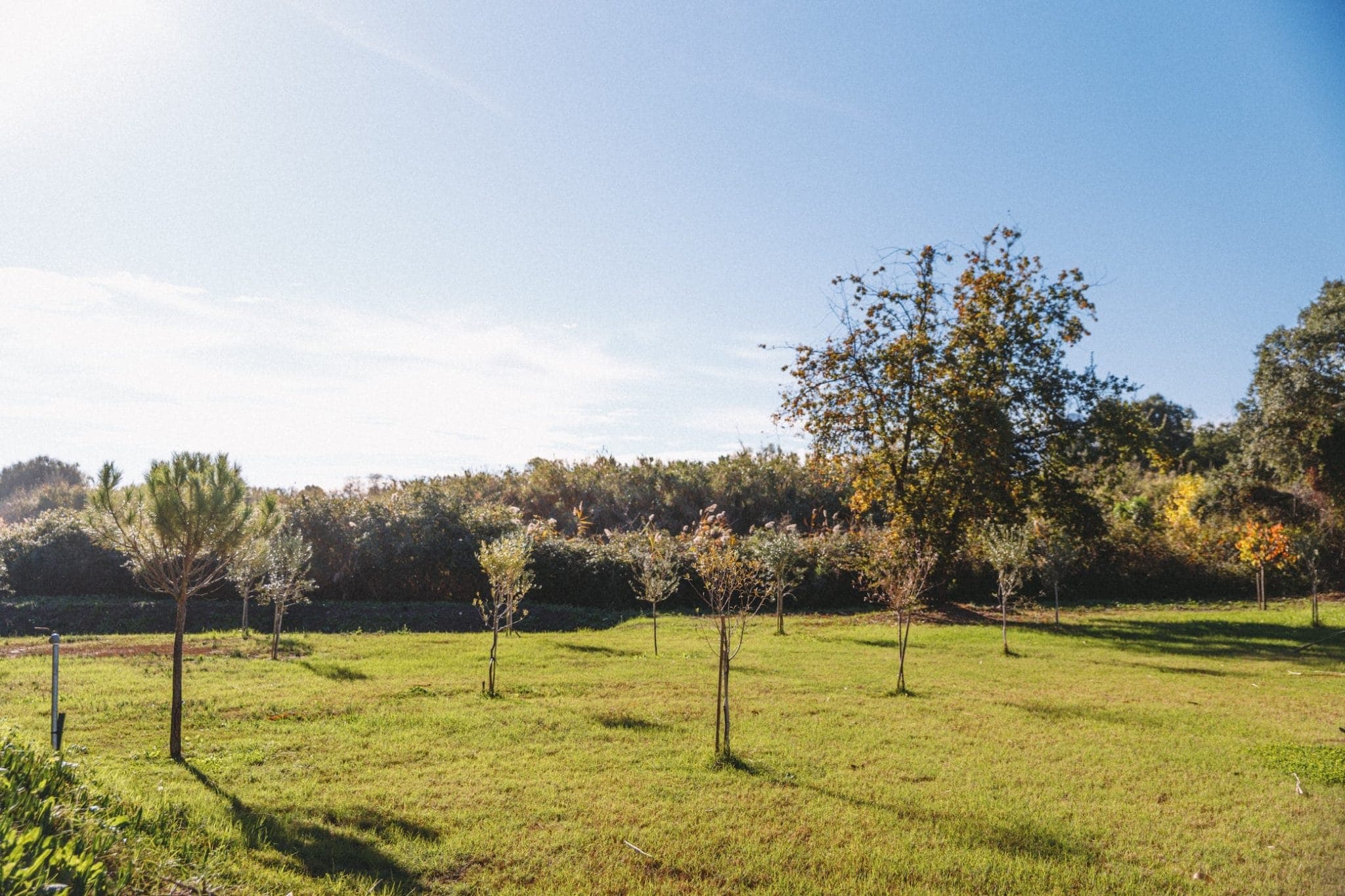 A sunny landscape with a grassy field and recently planted trees. The trees are young and evenly spaced, with dense foliage in the background under a clear blue sky.