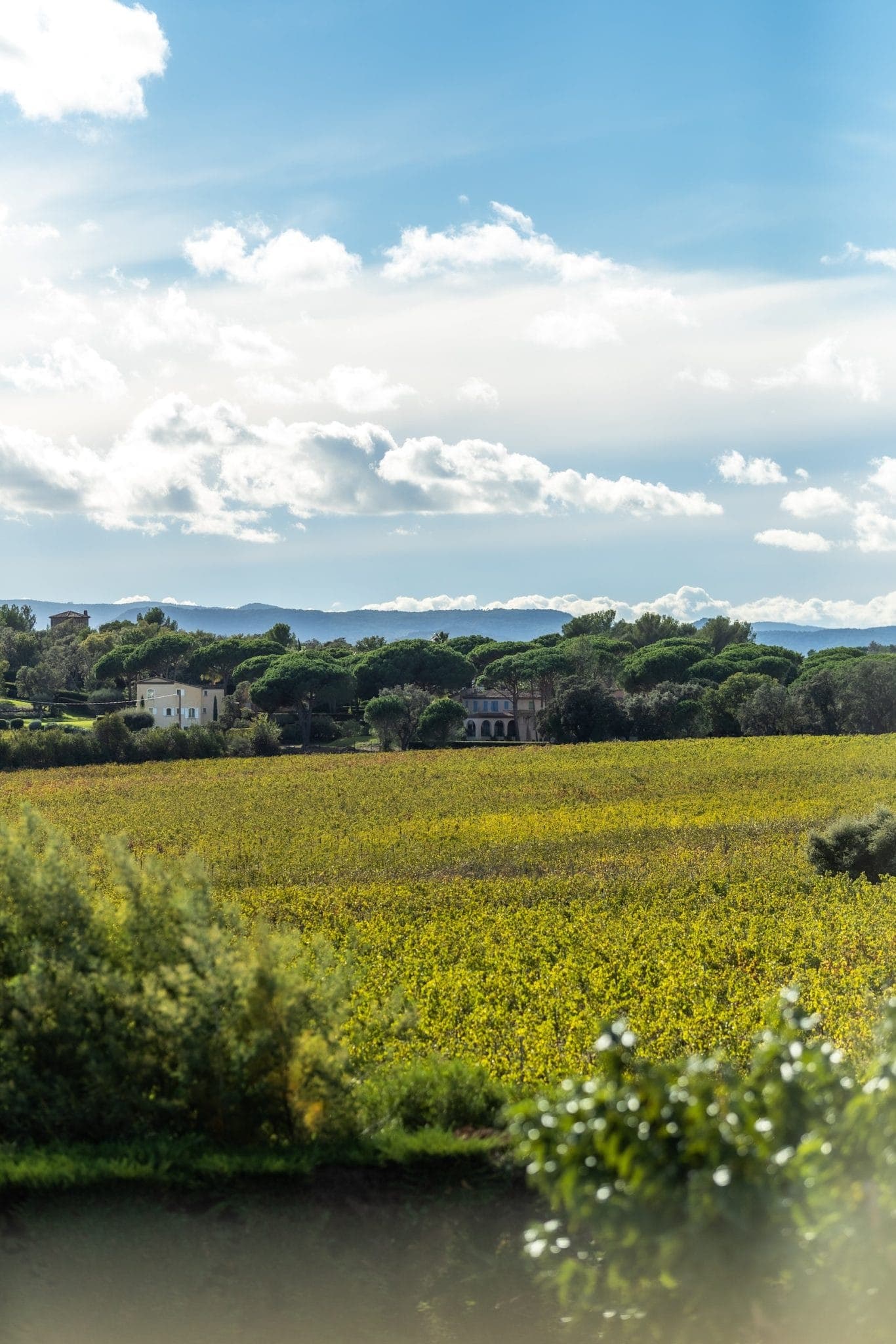 A lush vineyard stretches across the foreground under a bright blue sky with scattered clouds. Trees and a few houses are visible in the distance, with hills on the horizon.