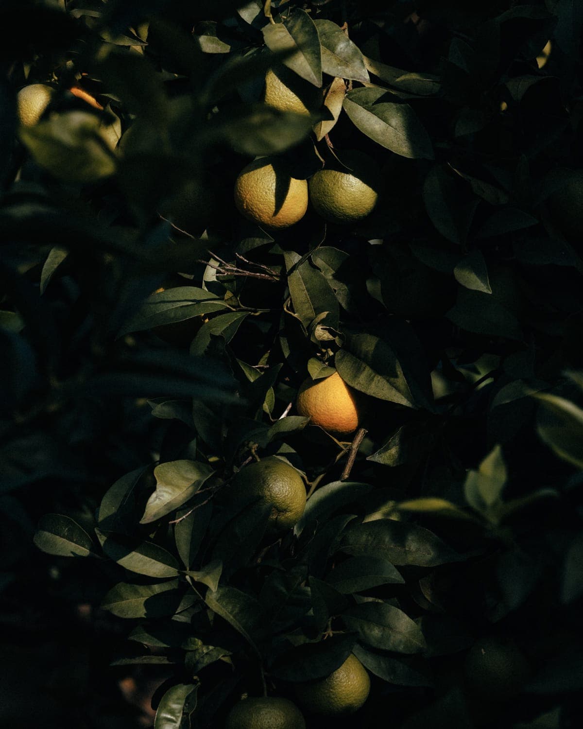 A cluster of orange fruit hangs from a tree, partially hidden by dense, dark-green leaves. Sunlight filters through, highlighting the vibrant colors of the fruit amidst the foliage.