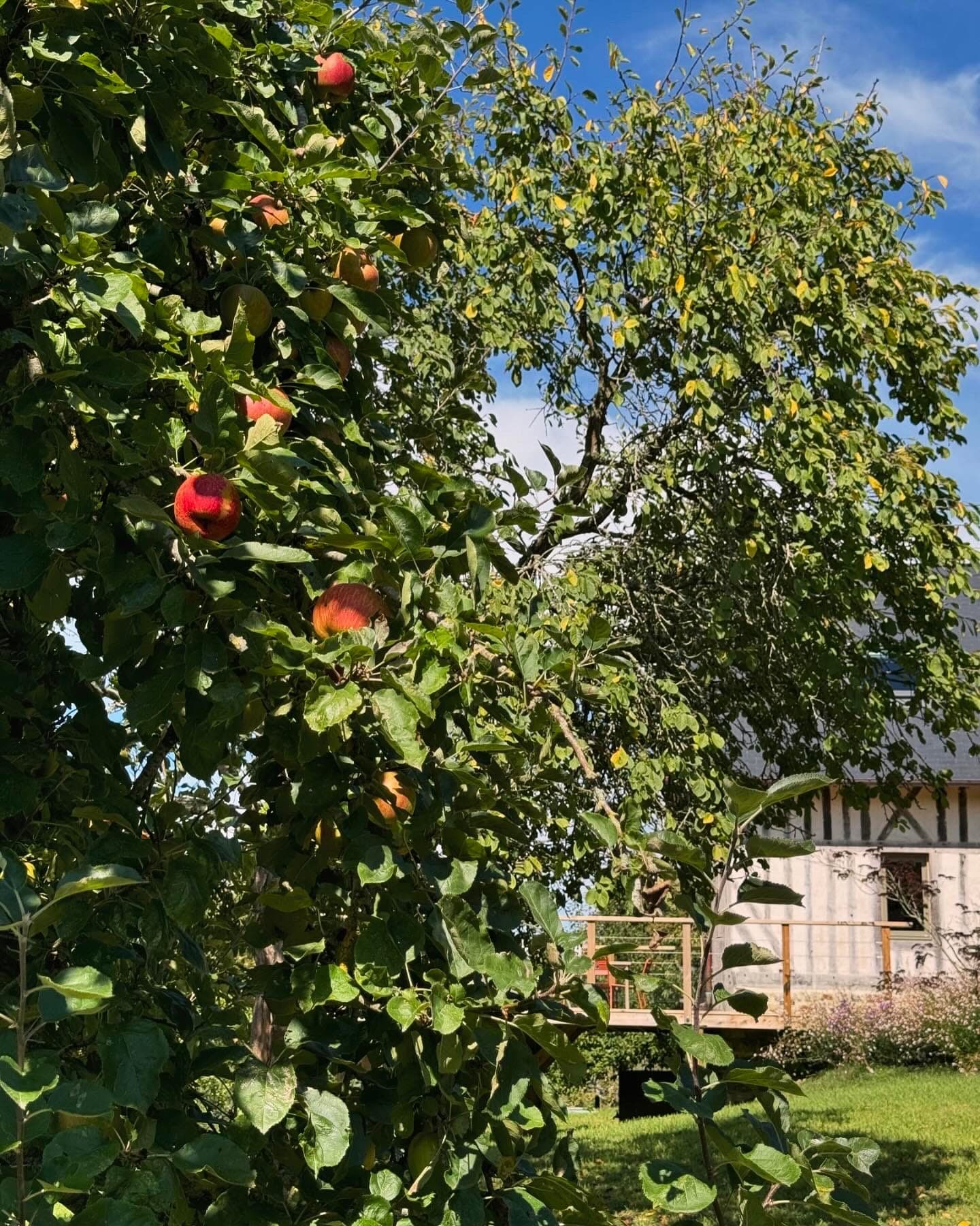 A lush garden with a tree bearing ripe red apples in the foreground. A charming cottage with wooden details and a small porch is visible in the background under a clear blue sky.