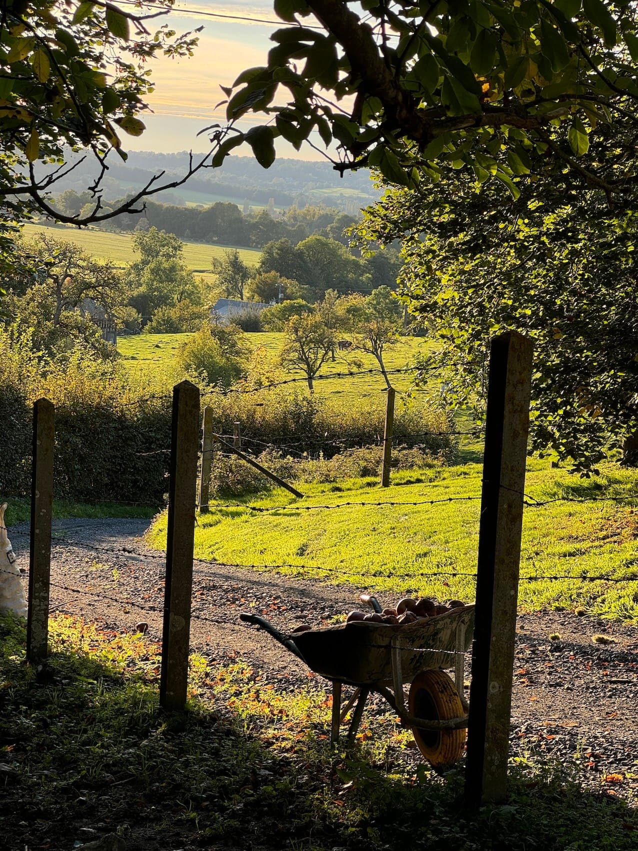 A wheelbarrow full of apples sits on a path, framed by a wooden fence and shady trees. In the background, a rolling green landscape is illuminated by the setting sun, with fields and trees in the distance under a soft evening sky.