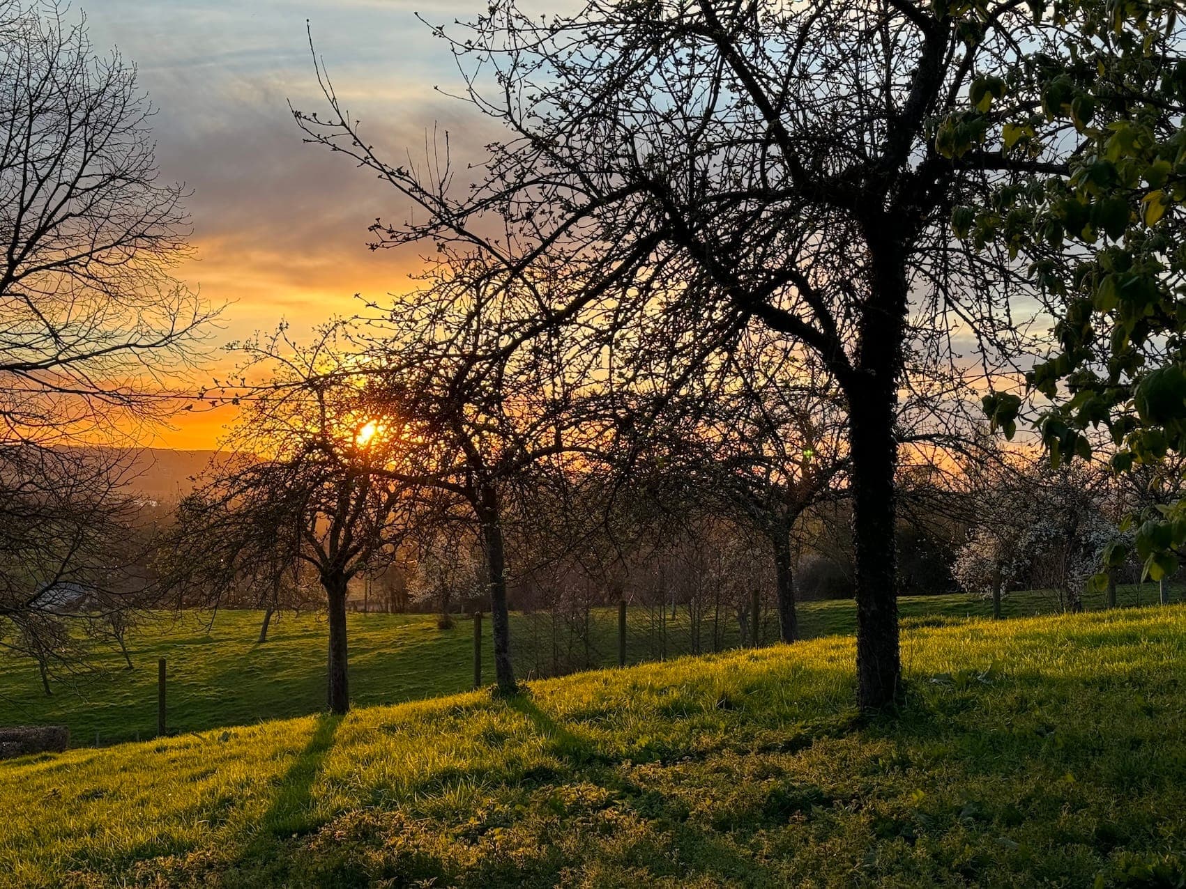 View of sunset through bare trees on a grassy hill, casting long shadows. The sky is a mix of orange and blue hues, creating a peaceful rural landscape.