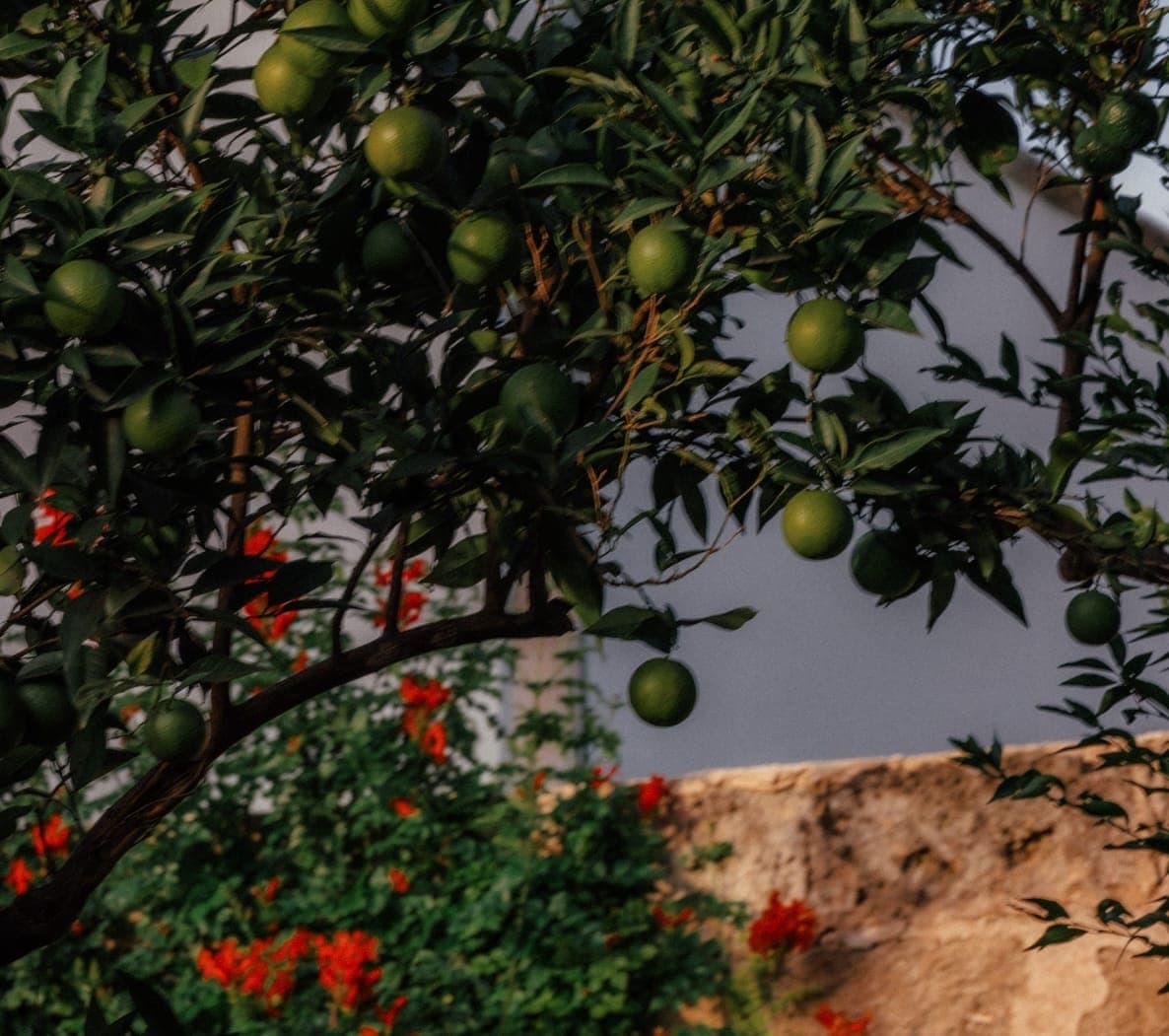 Un arbre vert luxuriant chargé d'oranges vertes immatures se dresse devant un mur de pierre patiné par les intempéries. Des fleurs rouge vif fleurissent à la base de l'arbre, ajoutant une touche de couleur à la scène.