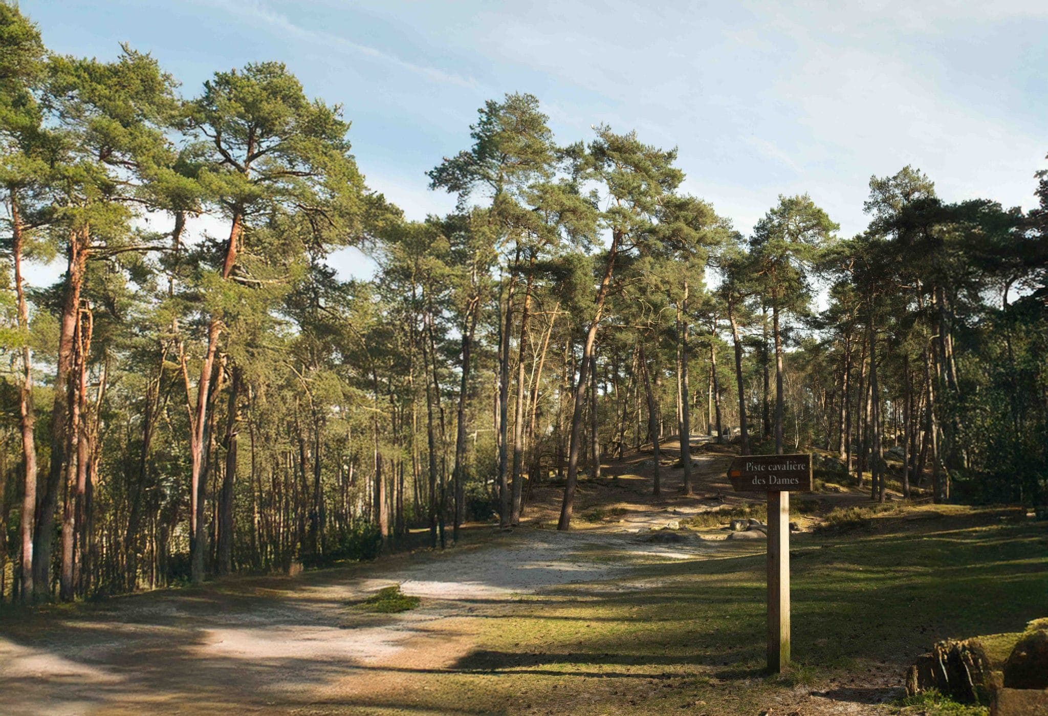 Une clairière ensoleillée, bordée de grands pins, un chemin de terre et un panneau en bois indiquant « Forêt coutumière des Dunes » sous un ciel bleu. Les ombres des arbres se projettent sur le sol.