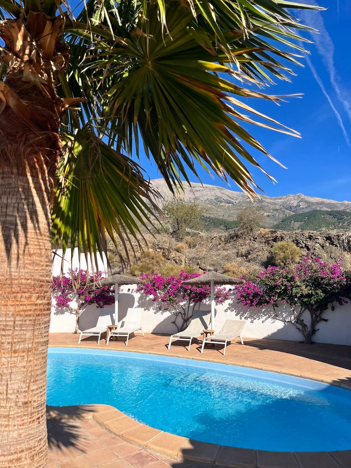 A circular pool surrounded by sun loungers and bright purple flowers, in a sunny outdoor setting. A large palm tree takes pride of place in the foreground, with a mountain visible in the background under a clear blue sky.