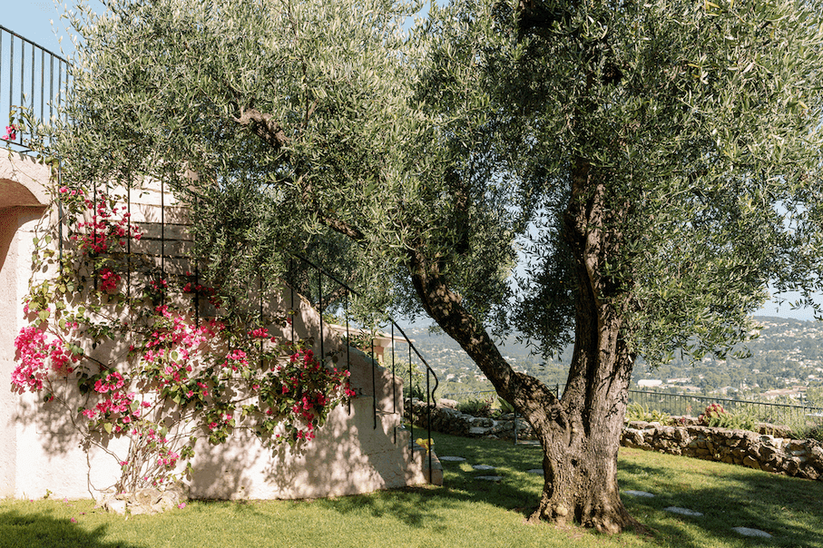 A large olive tree with gnarled branches stands in a sunlit garden. Vibrant pink flowers climb a stucco wall beside a staircase. The background features a scenic view of a distant landscape under a clear blue sky.
