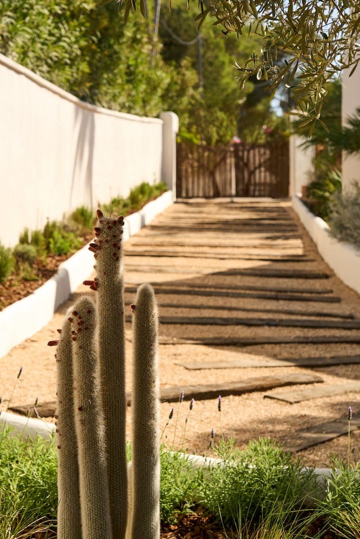 Large cactus with small buds in the foreground, in a well-kept garden. A sunny stone path leads uphill to a wooden gate, bordered by white walls and shrubs. The landscape is surrounded by trees and greenery, suggesting a warm, serene setting.