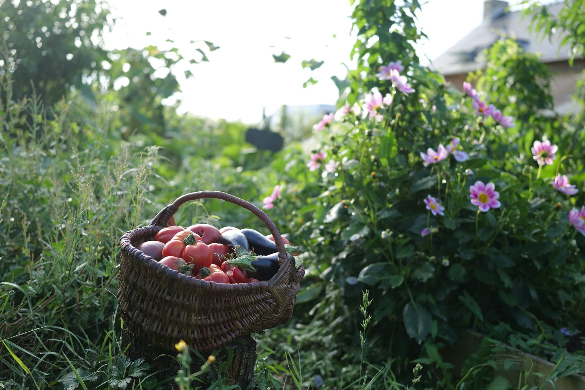 A wicker basket filled with tomatoes and eggplants sits on the grass in a lush garden with blooming pink flowers and greenery, bathed in gentle sunshine.