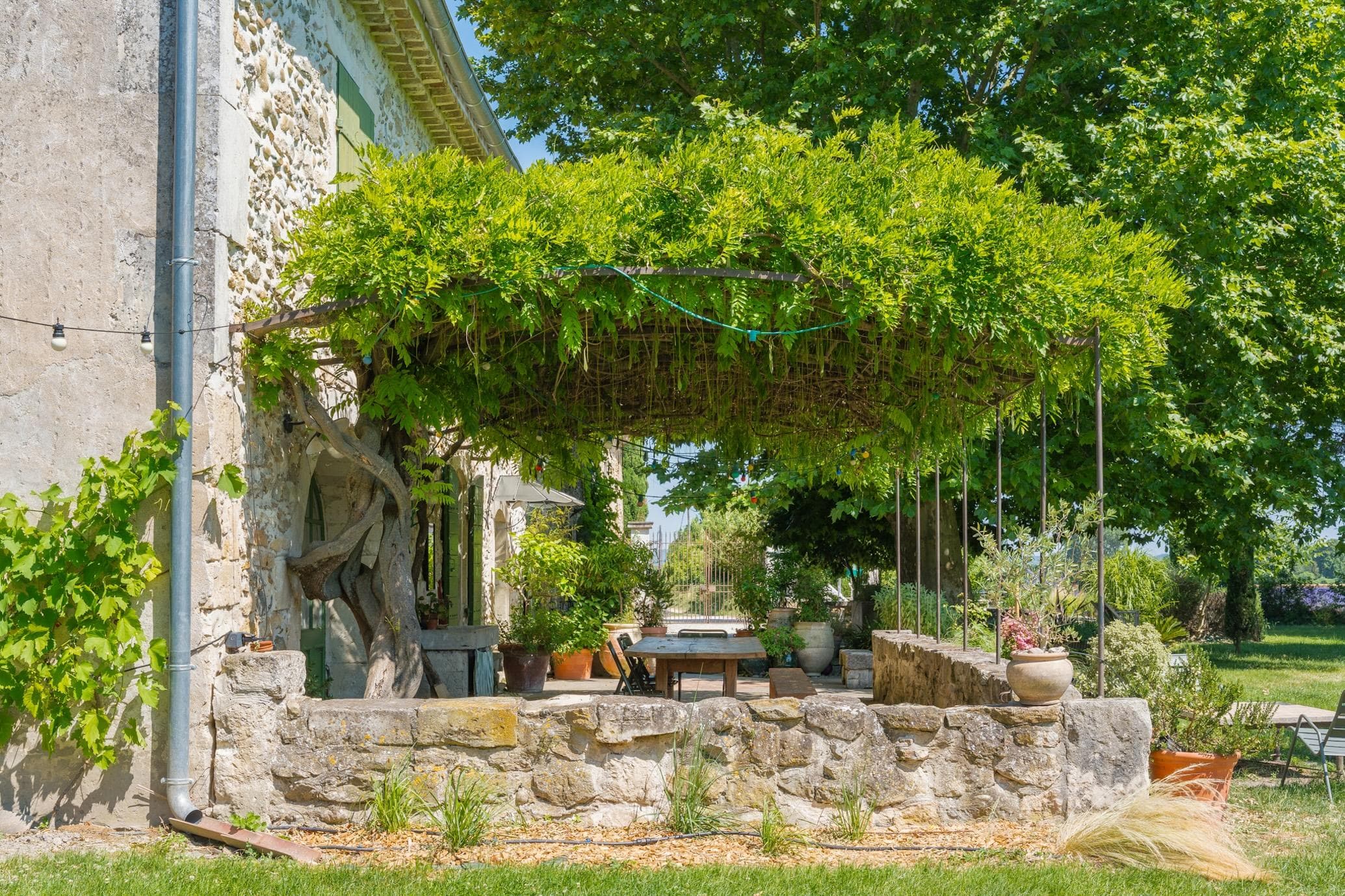 Déjeuner à l'ombre de la glycine.