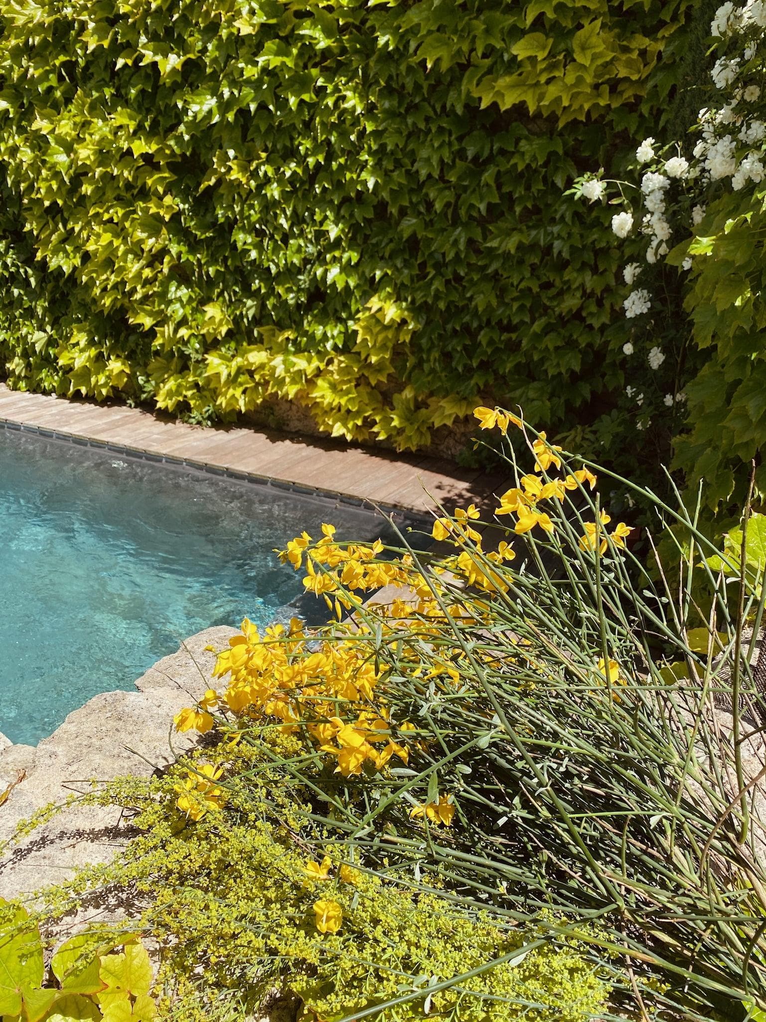 The scents and colors of Provence in Saumane.