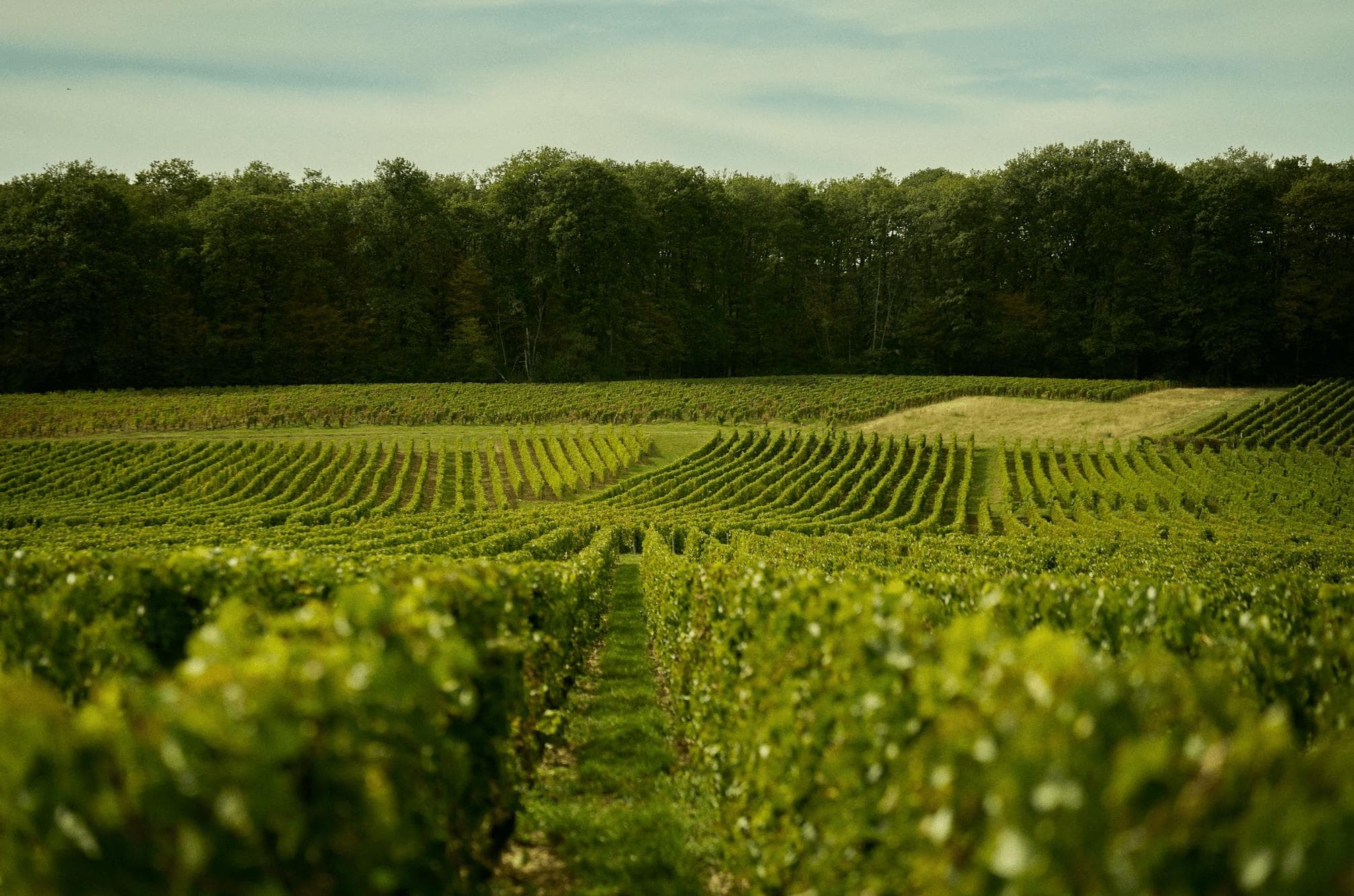 Partout autour du Château de Thauvenay, des vignobles et des bois.