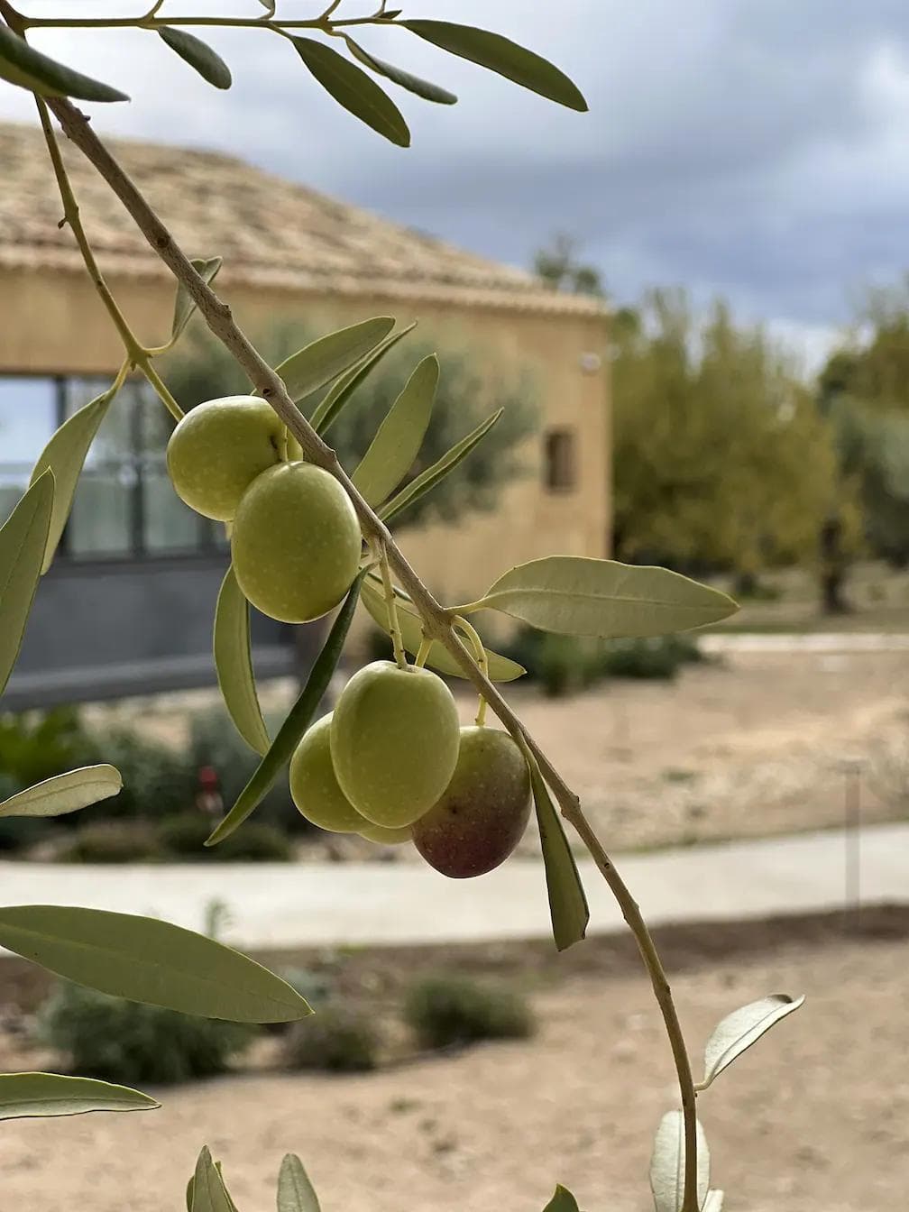 Don't forget to pack a bottle of organic olive oil produced on the estate.