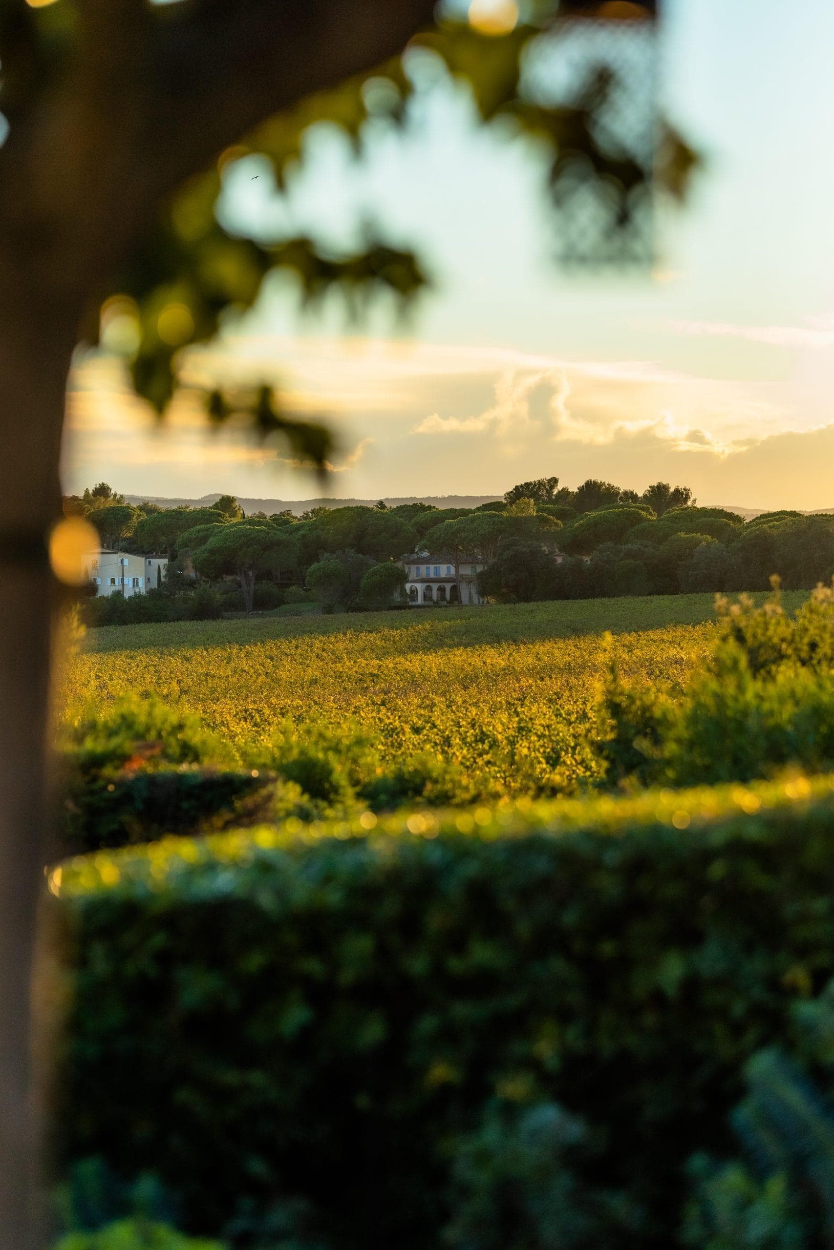 La vue sur les vignes depuis Lou Paradis.