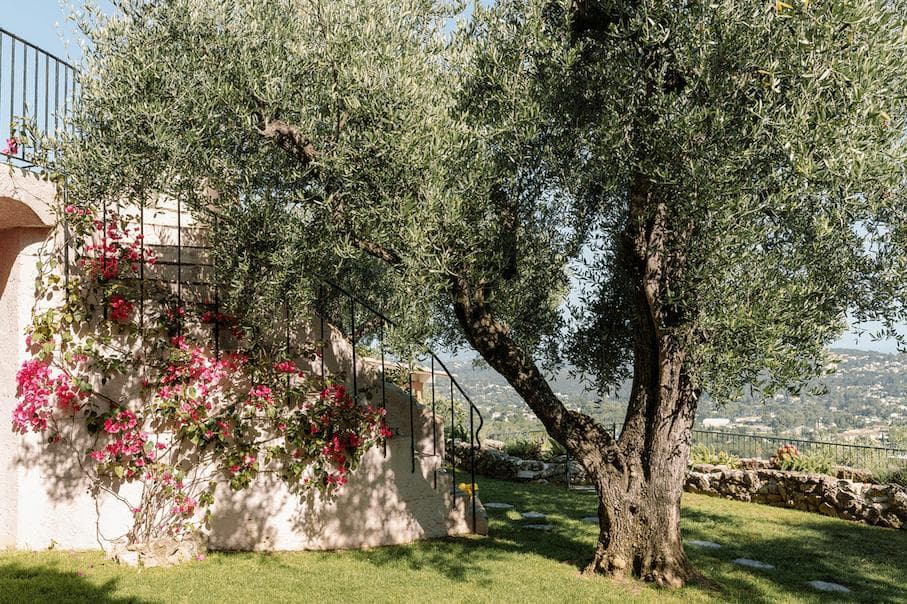 Un jardin luxuriant avec un grand olivier et des fleurs rose vif grimpant sur un mur. Un escalier menant vers le haut est partiellement visible, et en arrière-plan, une vue panoramique sur des collines ondulantes et un ciel dégagé.