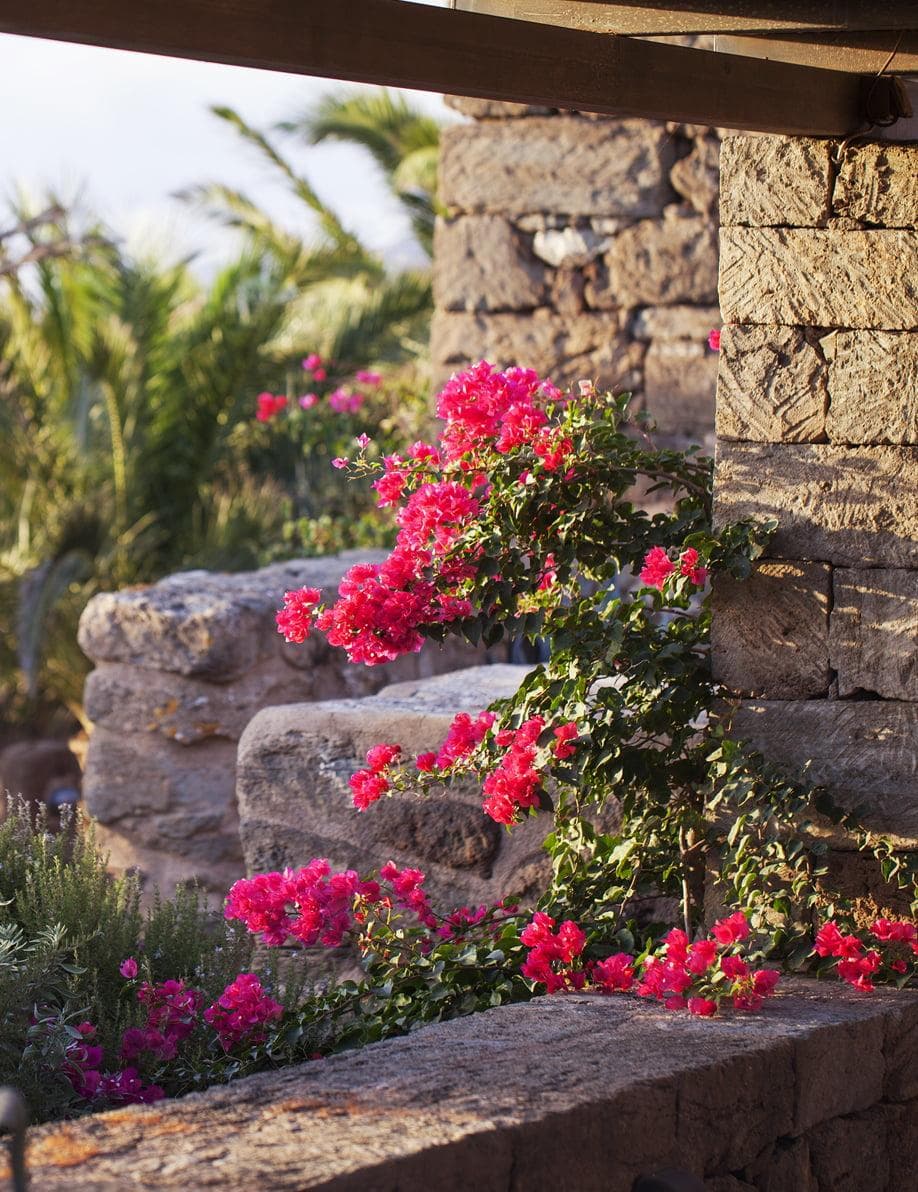 Everywhere, the vibrant pink of bougainvilleas.