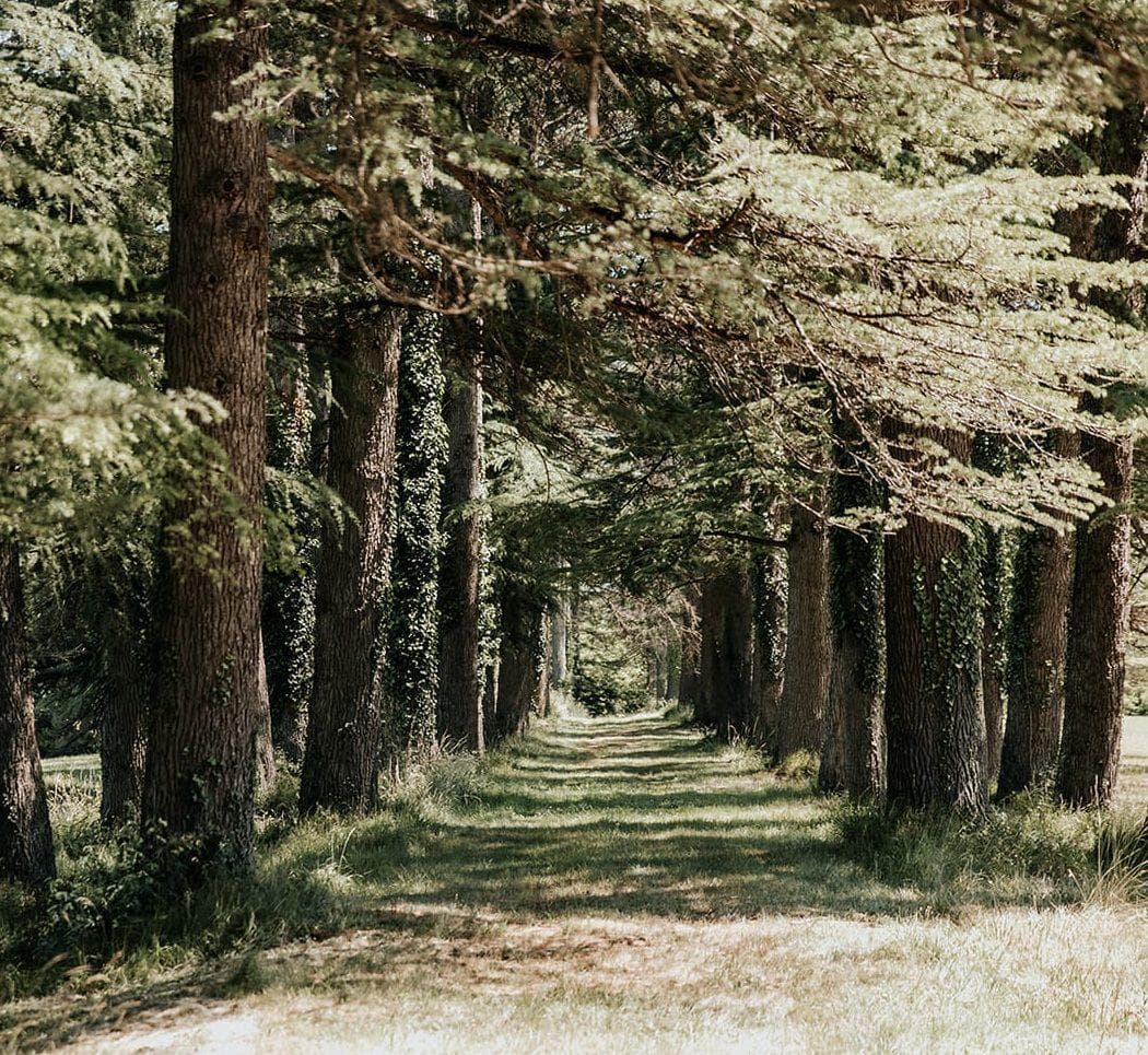Des arbres centenaires à admirer sur le domaine. © Émilie Soler