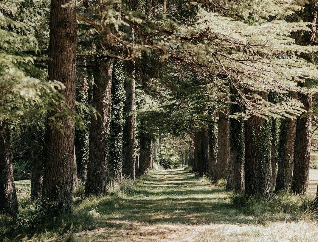 Centenary trees to admire on the estate. © Émilie Soler