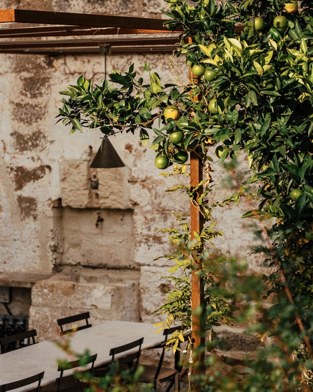 Breakfast under the lemon tree. © Joe Clarke