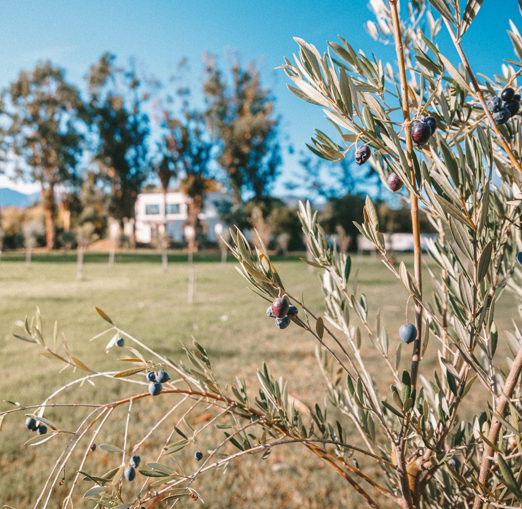 Sur le domaine, plus d'un hectare abrite de jeunes oliviers. © Thibaut Dini